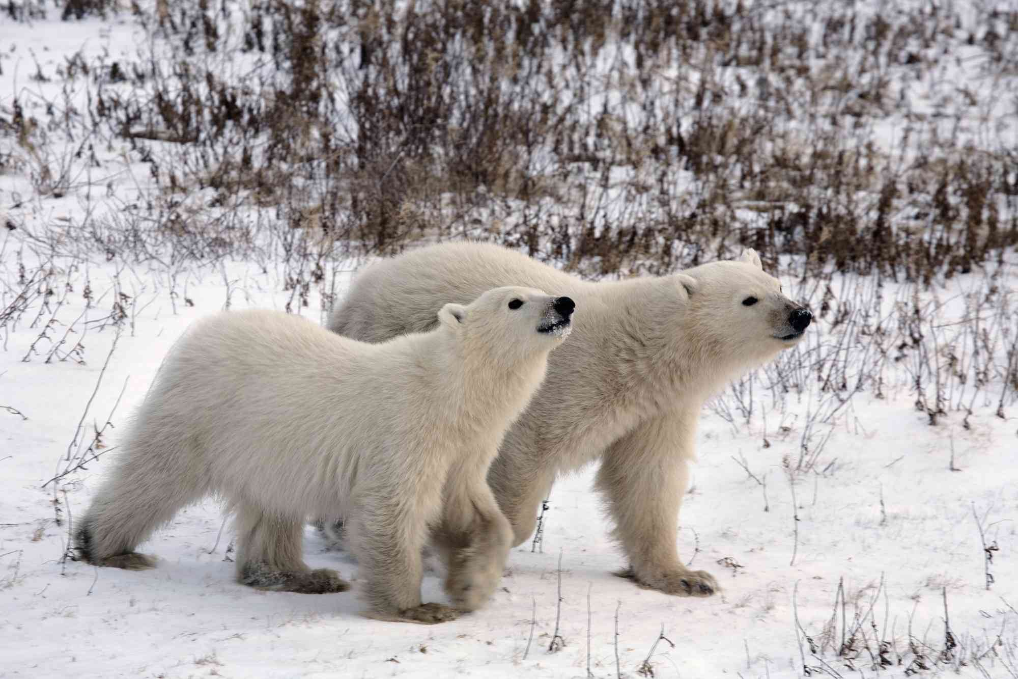 Polar Bear cubs, on the tundra, Churchill, Manitoba, Canada