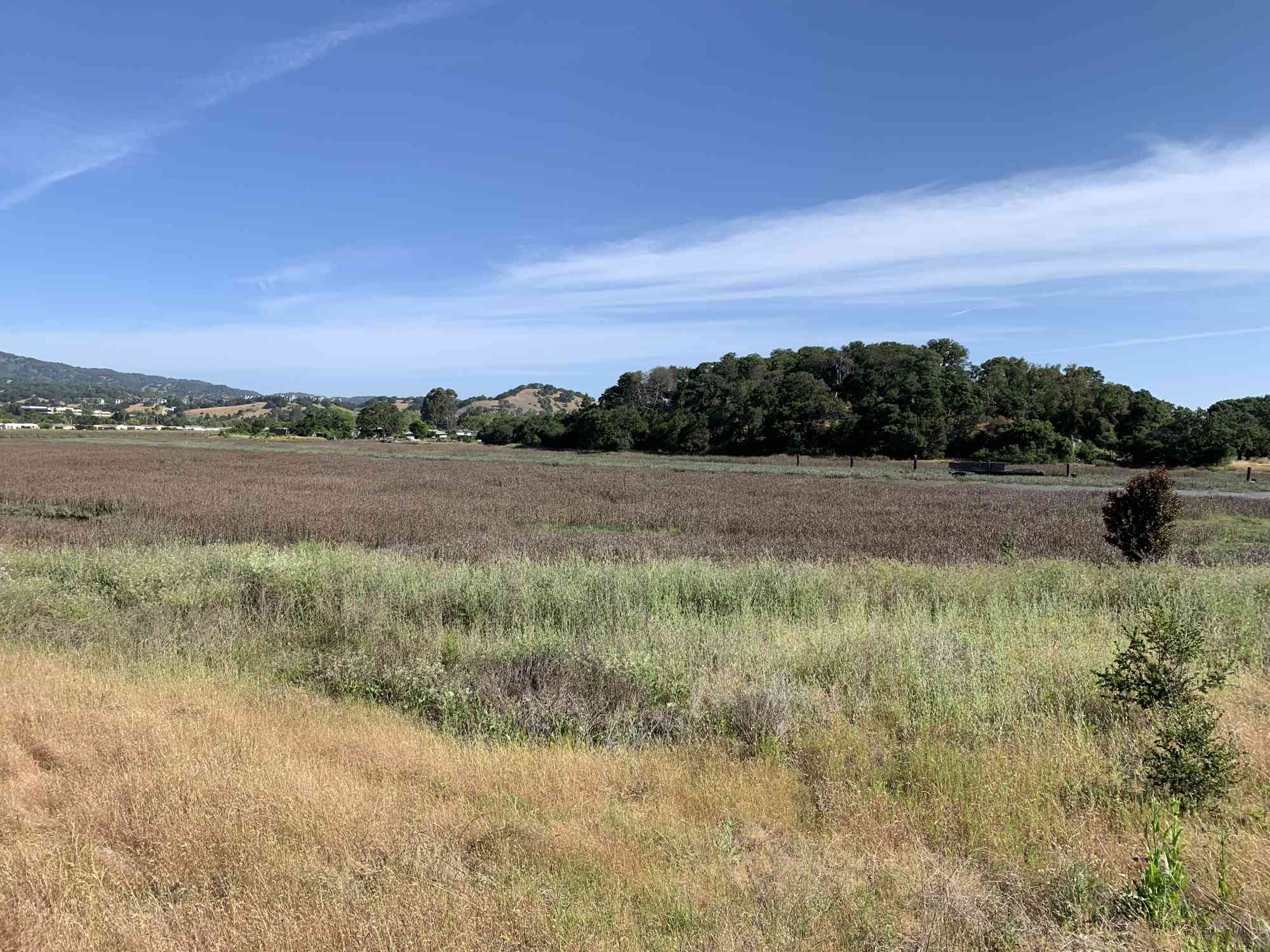 San Rafael Marsh CA