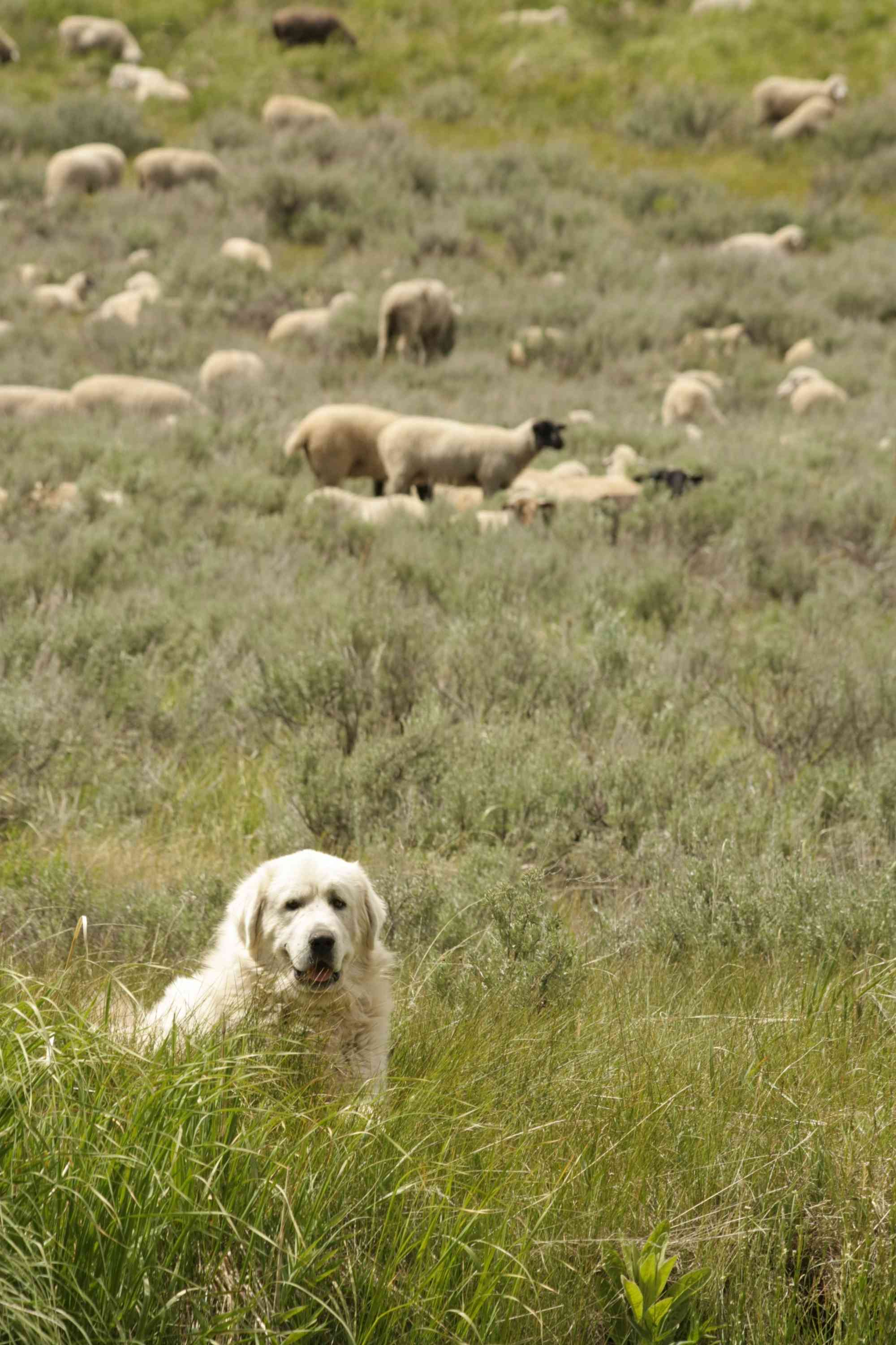 Wood River Guardian Dog with sheep in the background