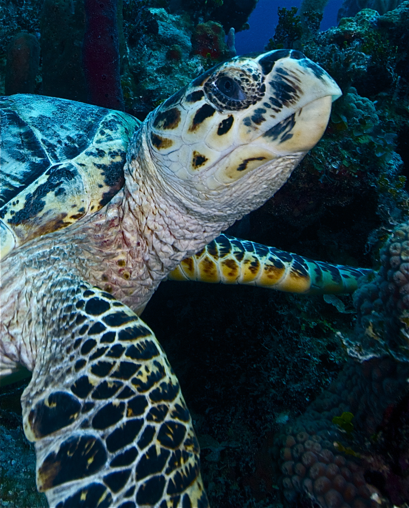 Hawksbill sea turtle