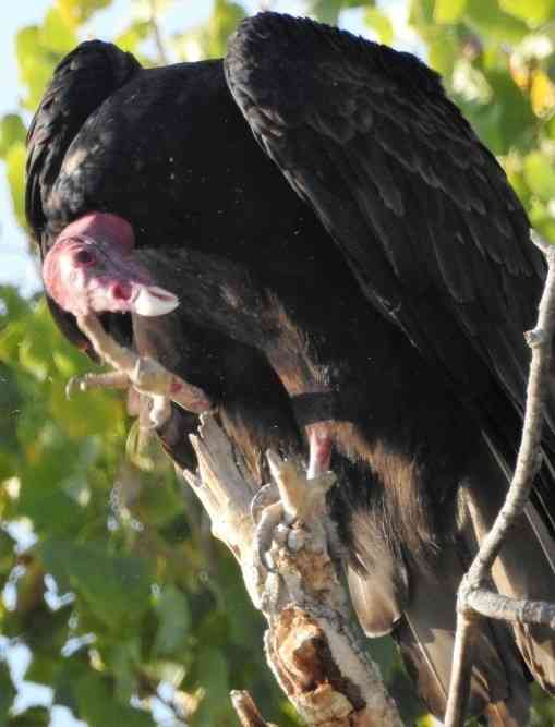 2020.01.25 Palisades Nature Walk turkey vulture