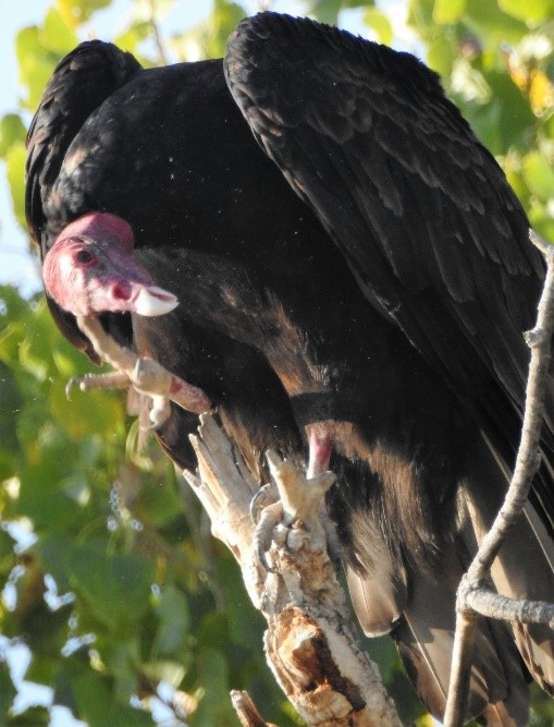 2020.01.25 Palisades Nature Walk turkey vulture