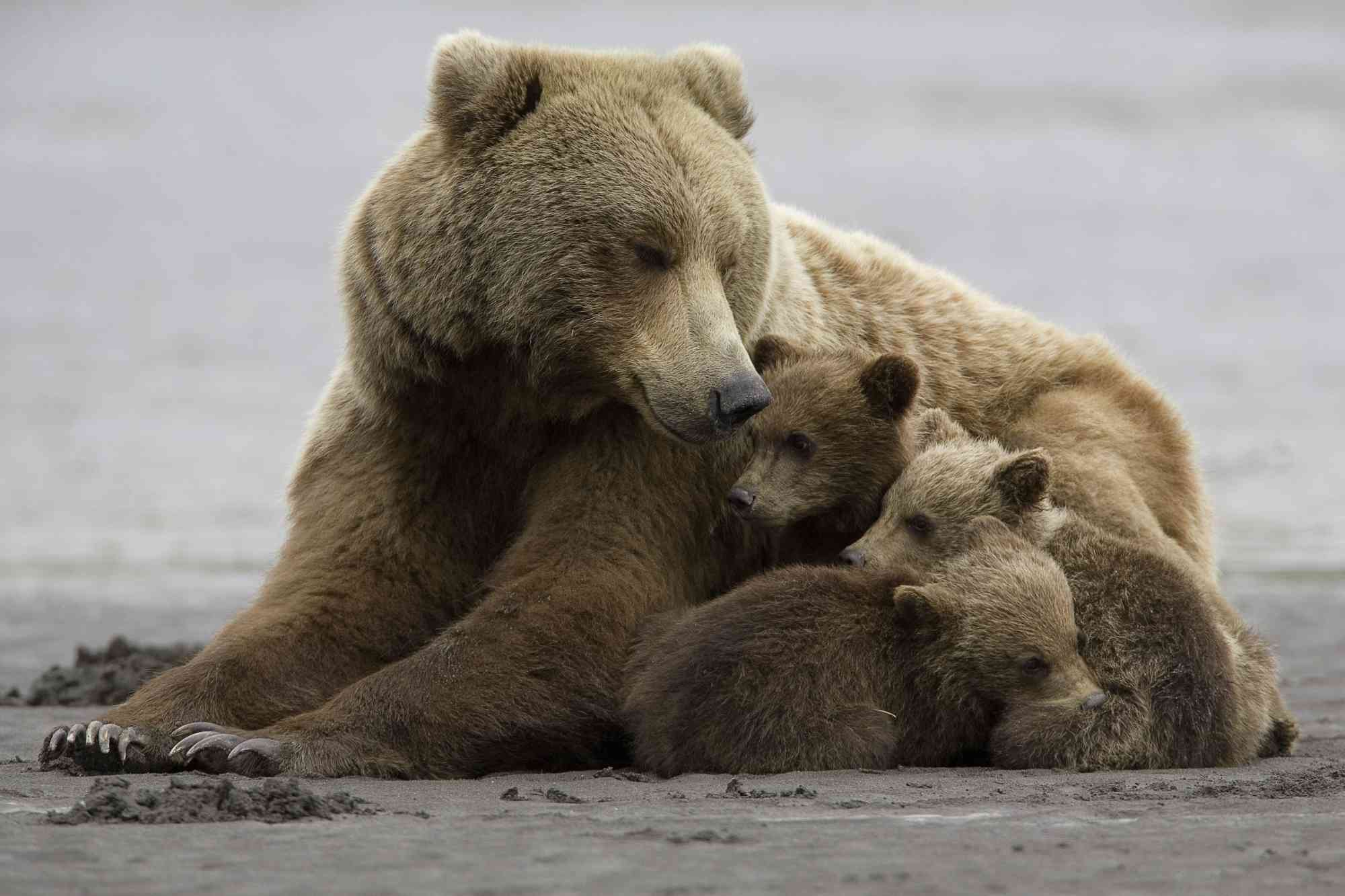Brown bear family, sow with cubs at Halo Bay, Katmai NP Alaska