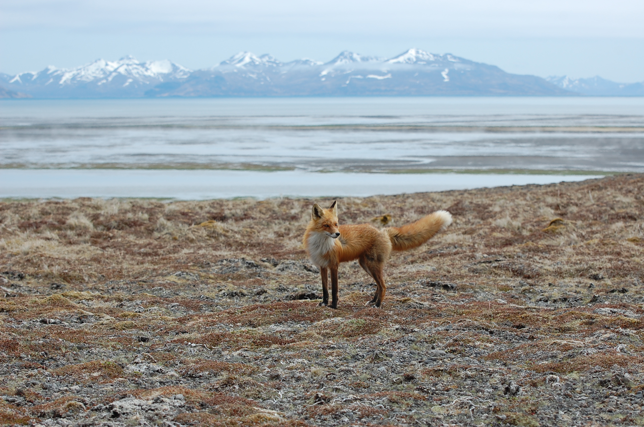 Red Fox at Kinzarof Lagoon Izembek National Wildlife Refuge