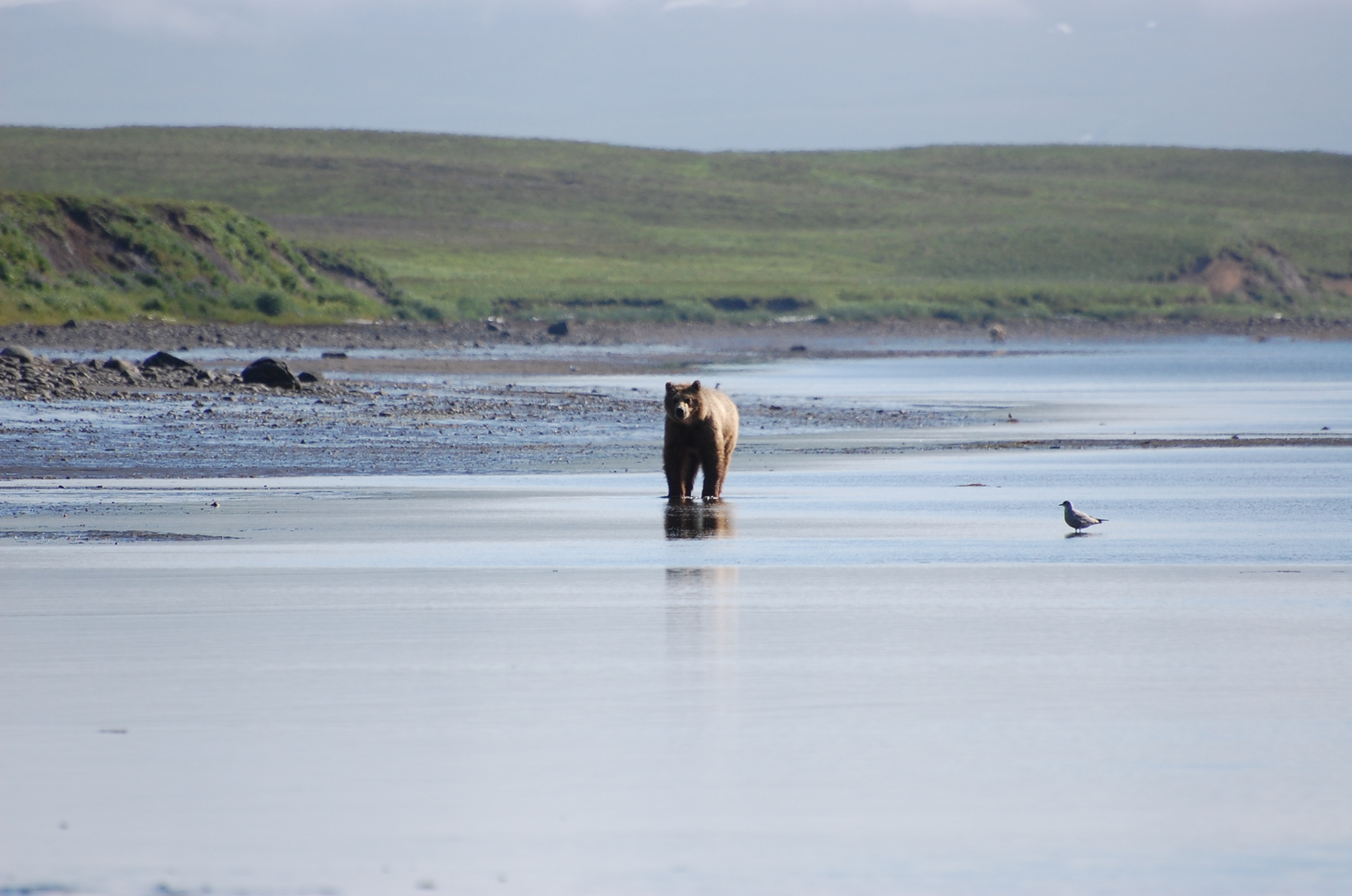 Brown bear in Kinzarof Lagoon Izembek National Wildlife Refuge