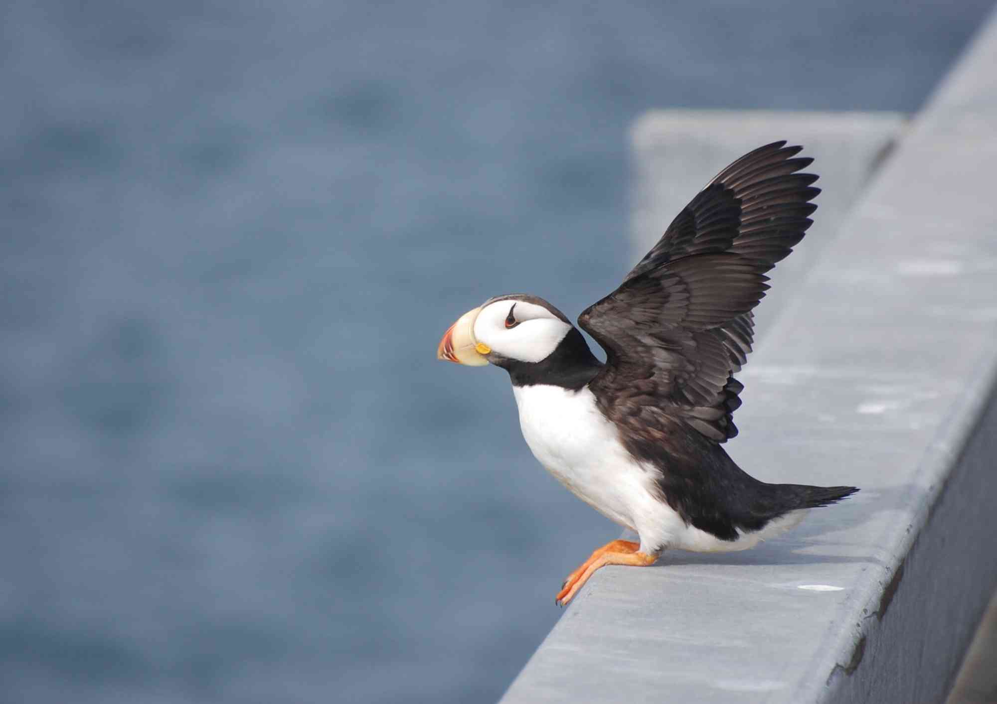 Horned puffin on a dock in Cold Bay, Alaska