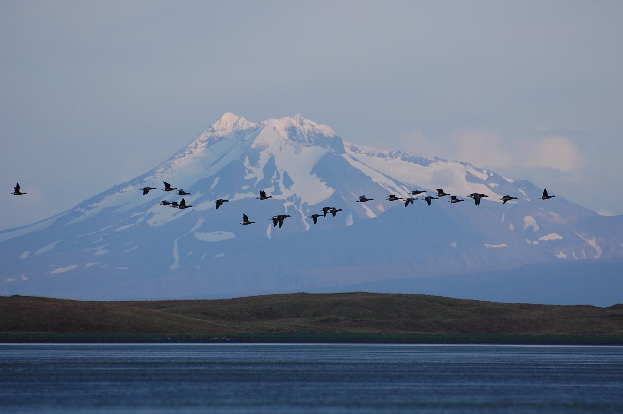 Brant fly in front of Mount Dutton Izembek National Wildlife Refuge