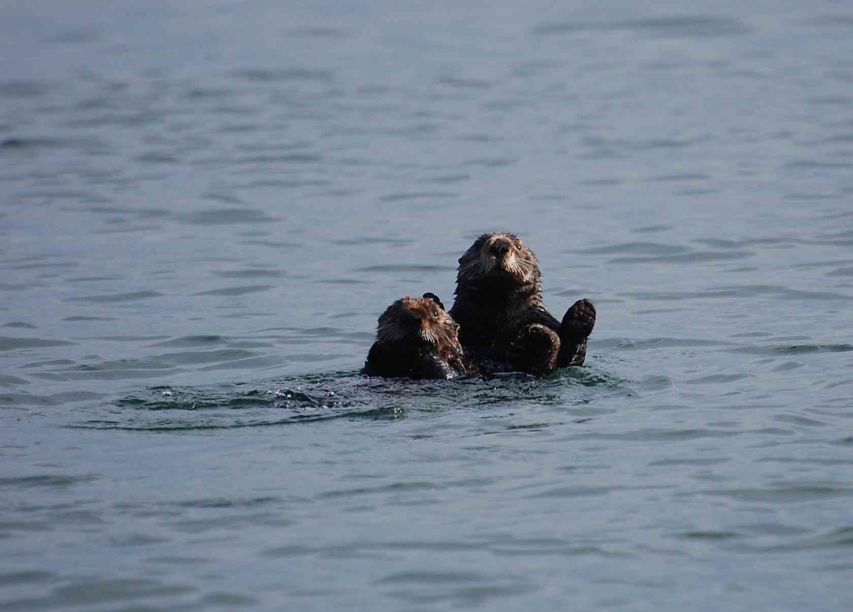 Sea otters in Izembek Lagoon Izembek NWR 
