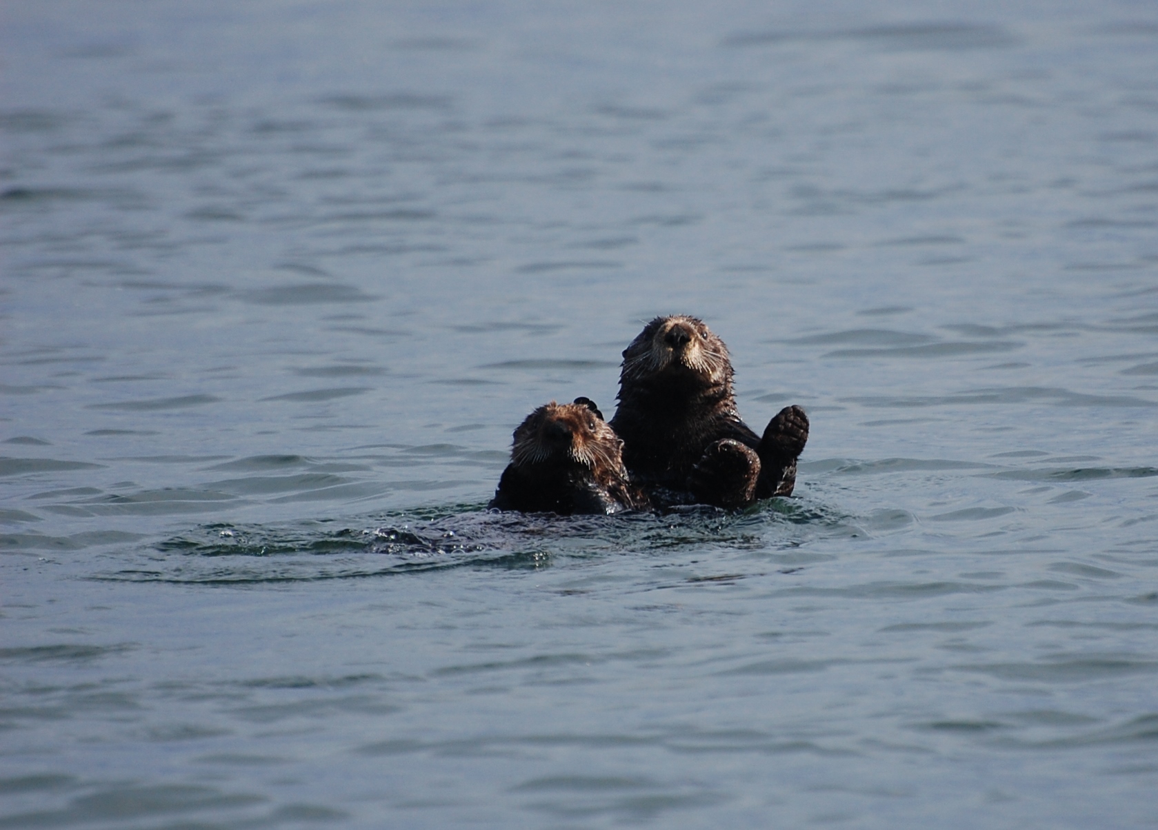 Sea otters in Izembek Lagoon Izembek NWR