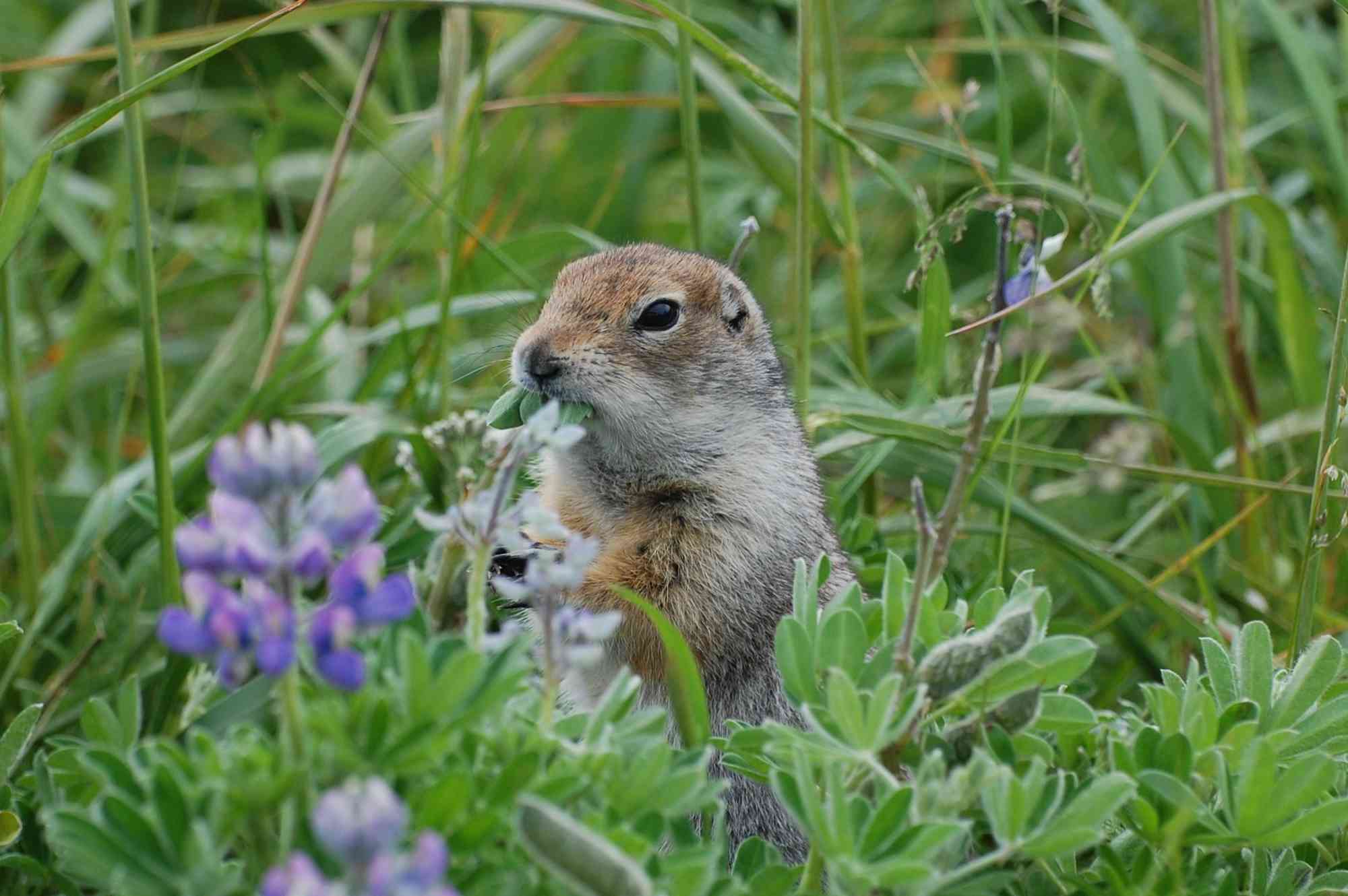 Arctic Ground Squirrel feeding on lupine seeds 
