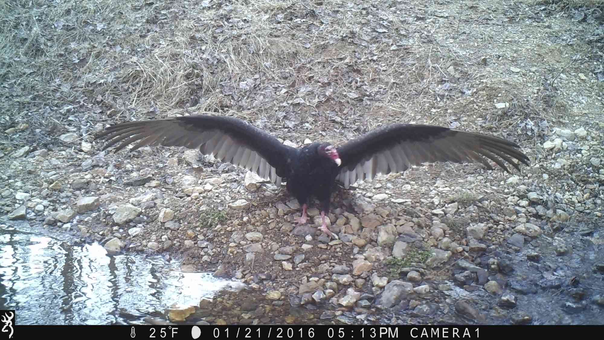 Turkey vulture captured on trail camera