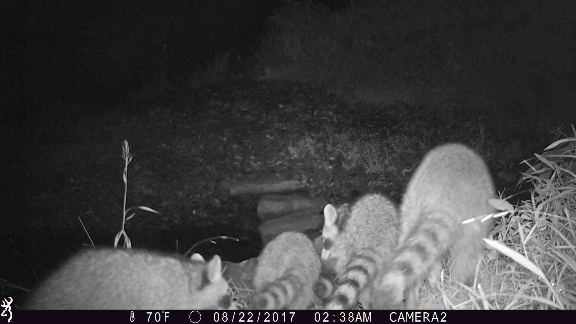Raccoon family captured on trail camera