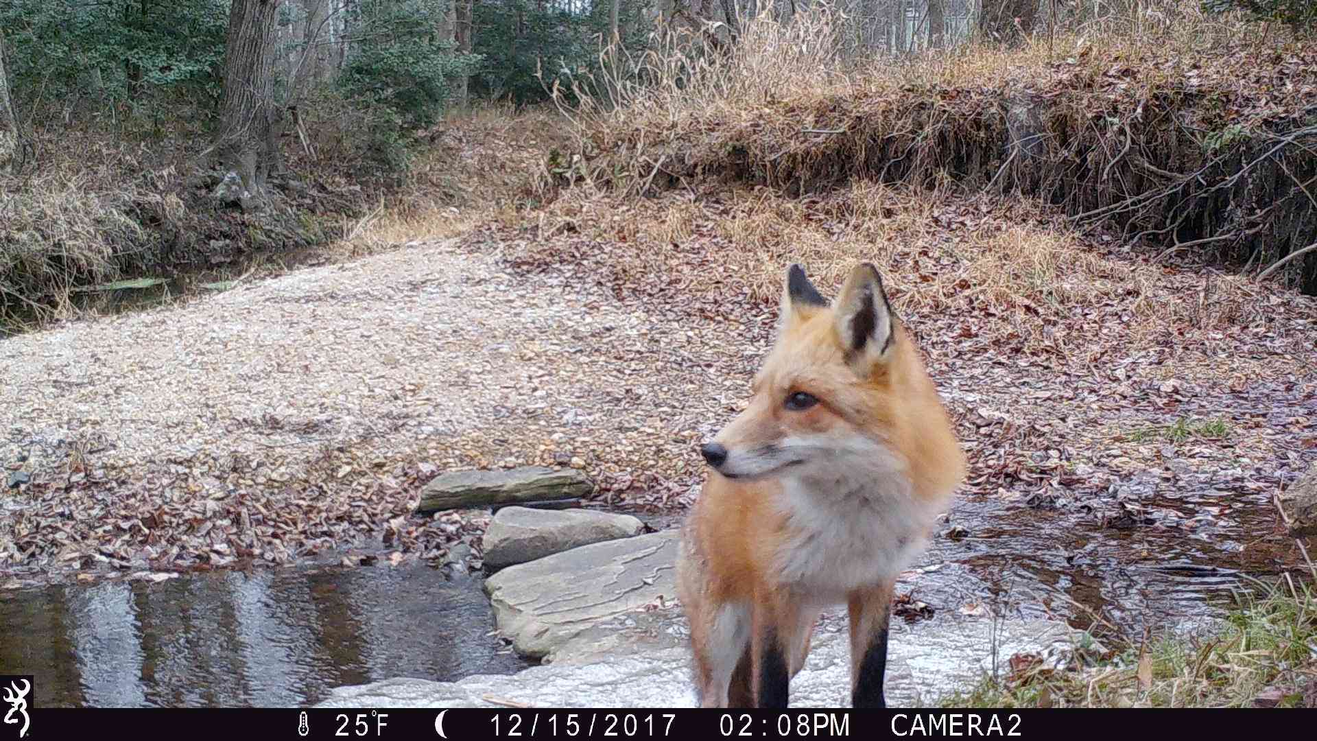 Red fox captured on trail camera