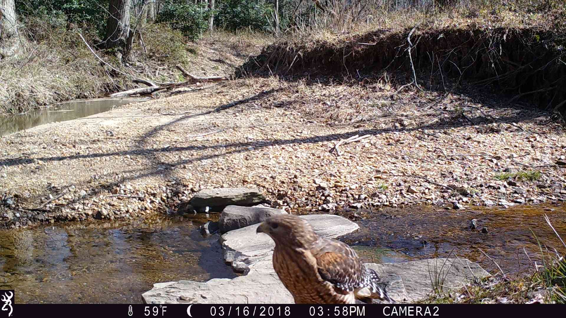 Red-tailed hawk captured on trail camera