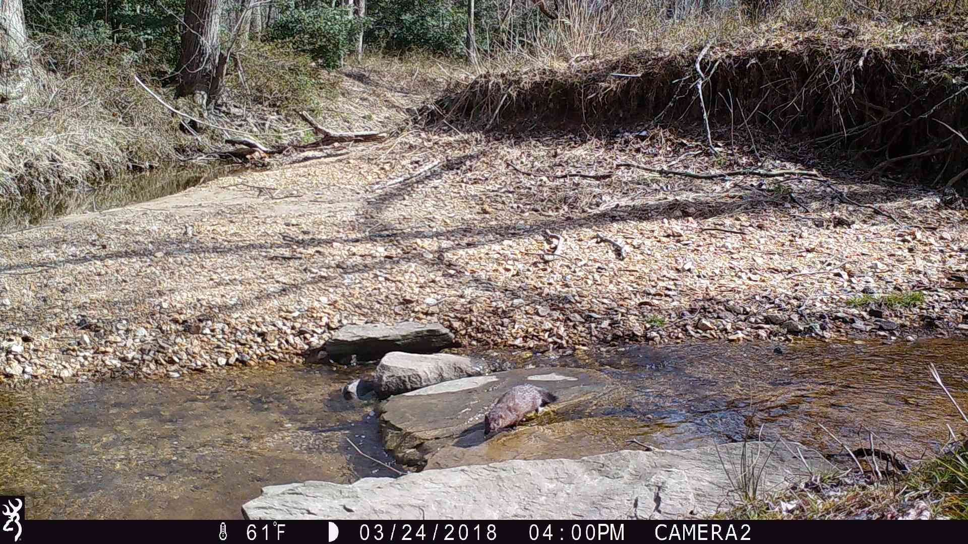Mink captured on trail camera