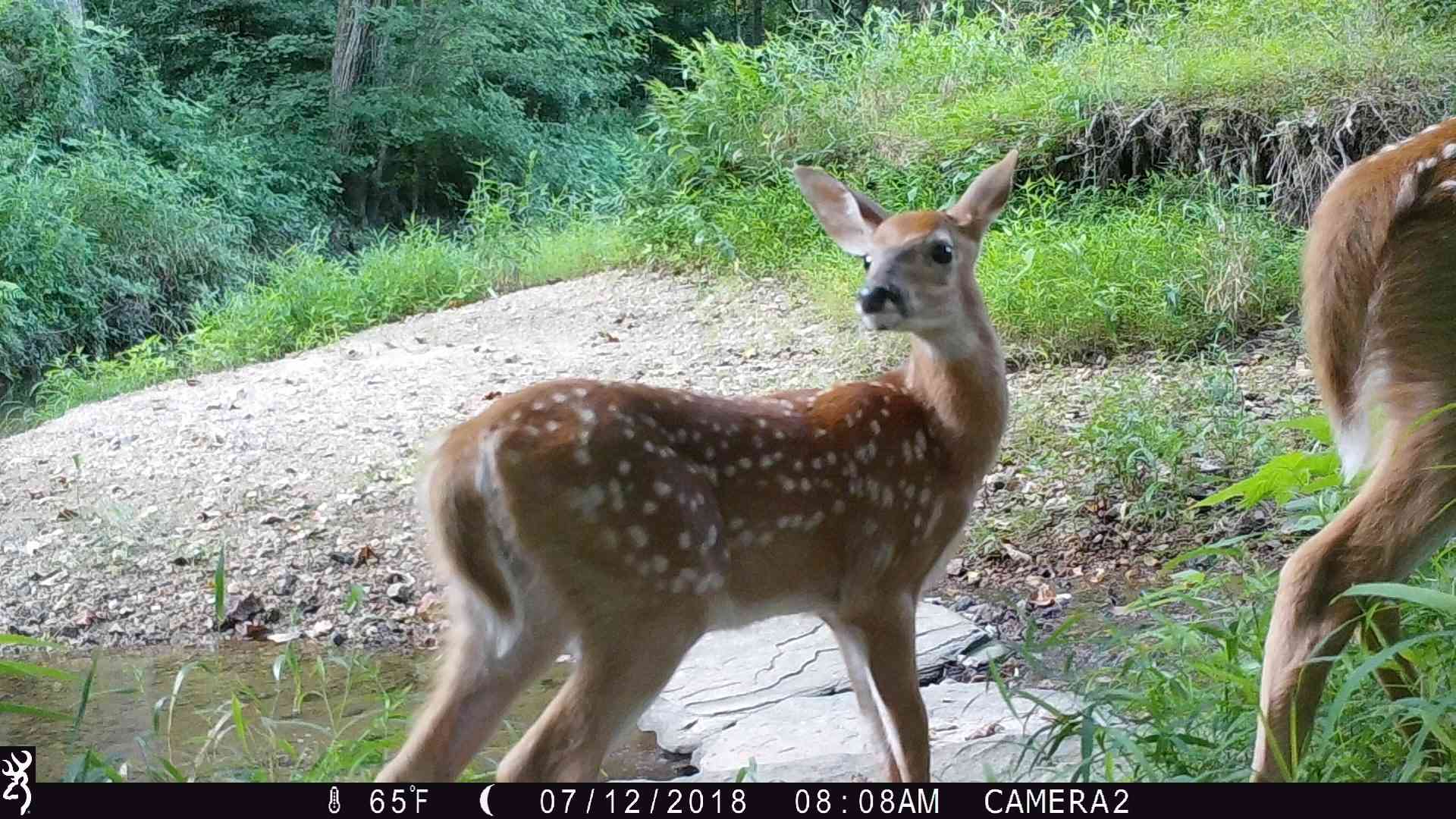 White-tailed deer fawns captured on trail camera