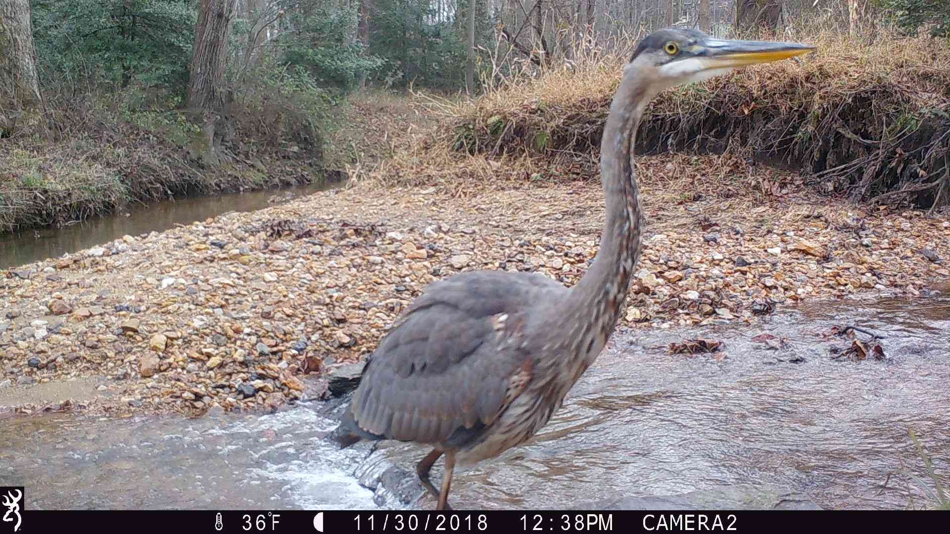 Great blue heron captured on trail camera