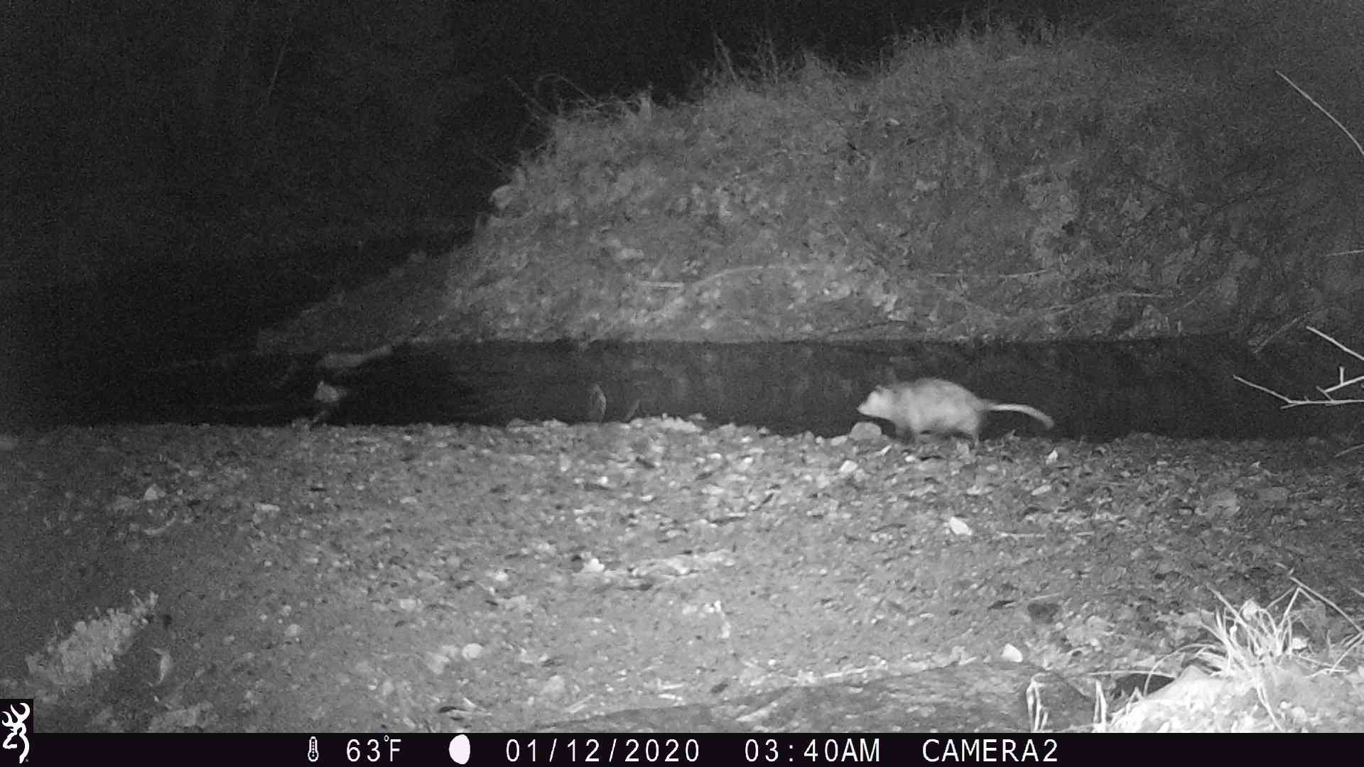 Opossum captured on trail camera