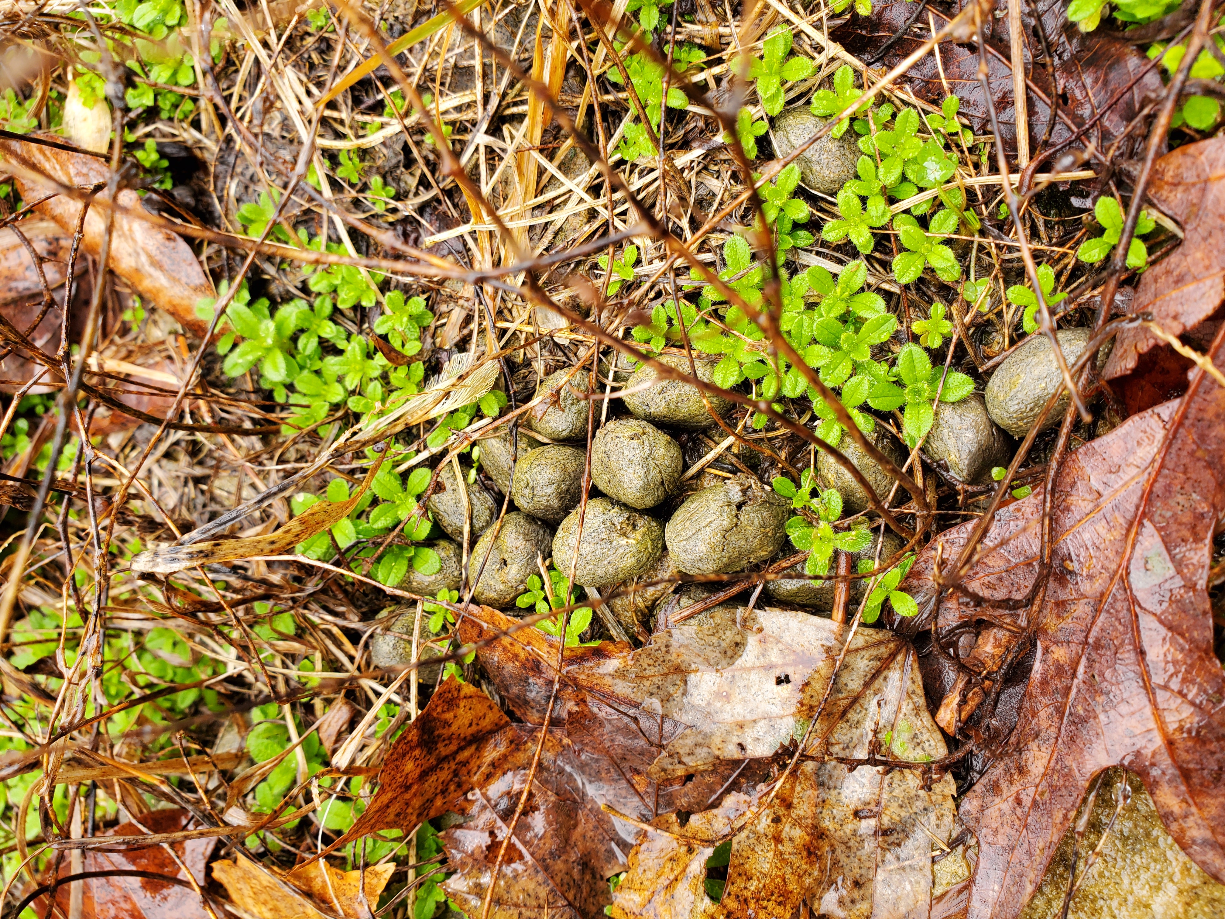 Kopperglo mine site scat observations