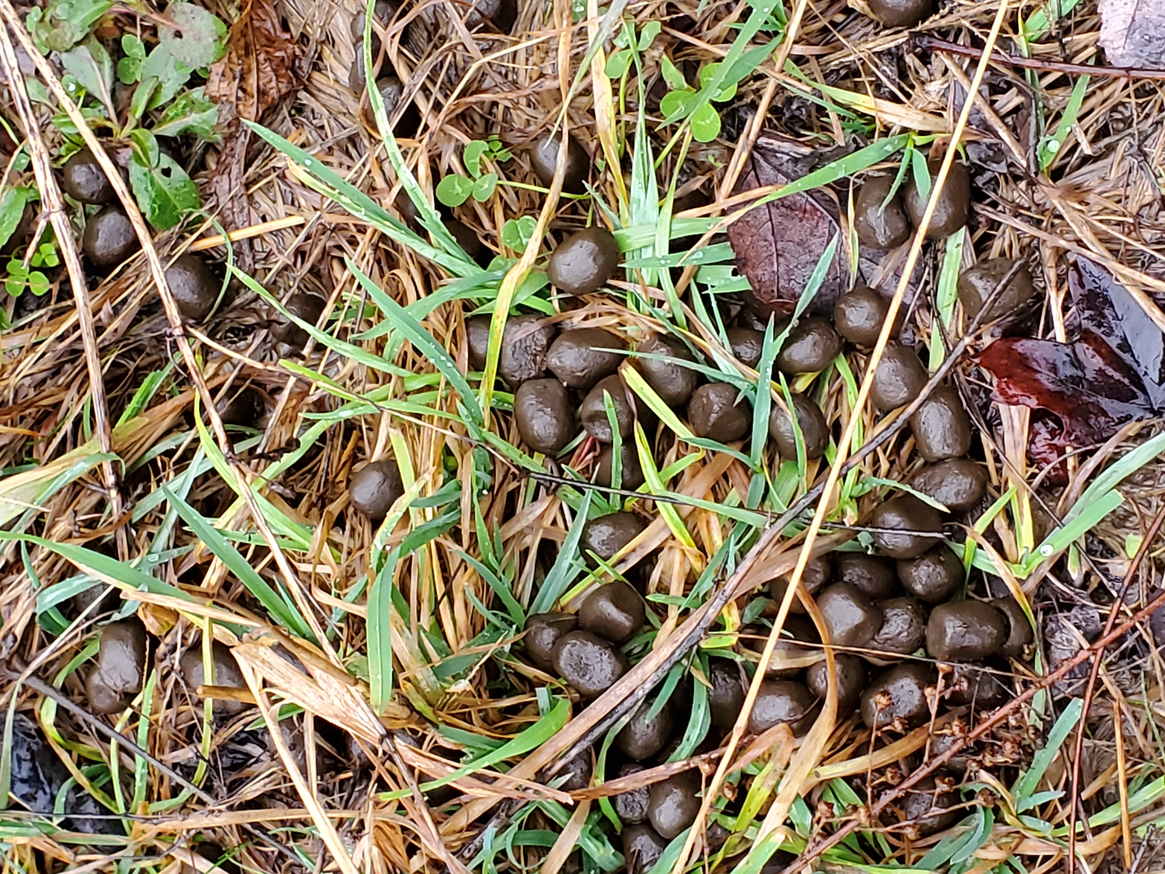 Kopperglo mine site scat observations
