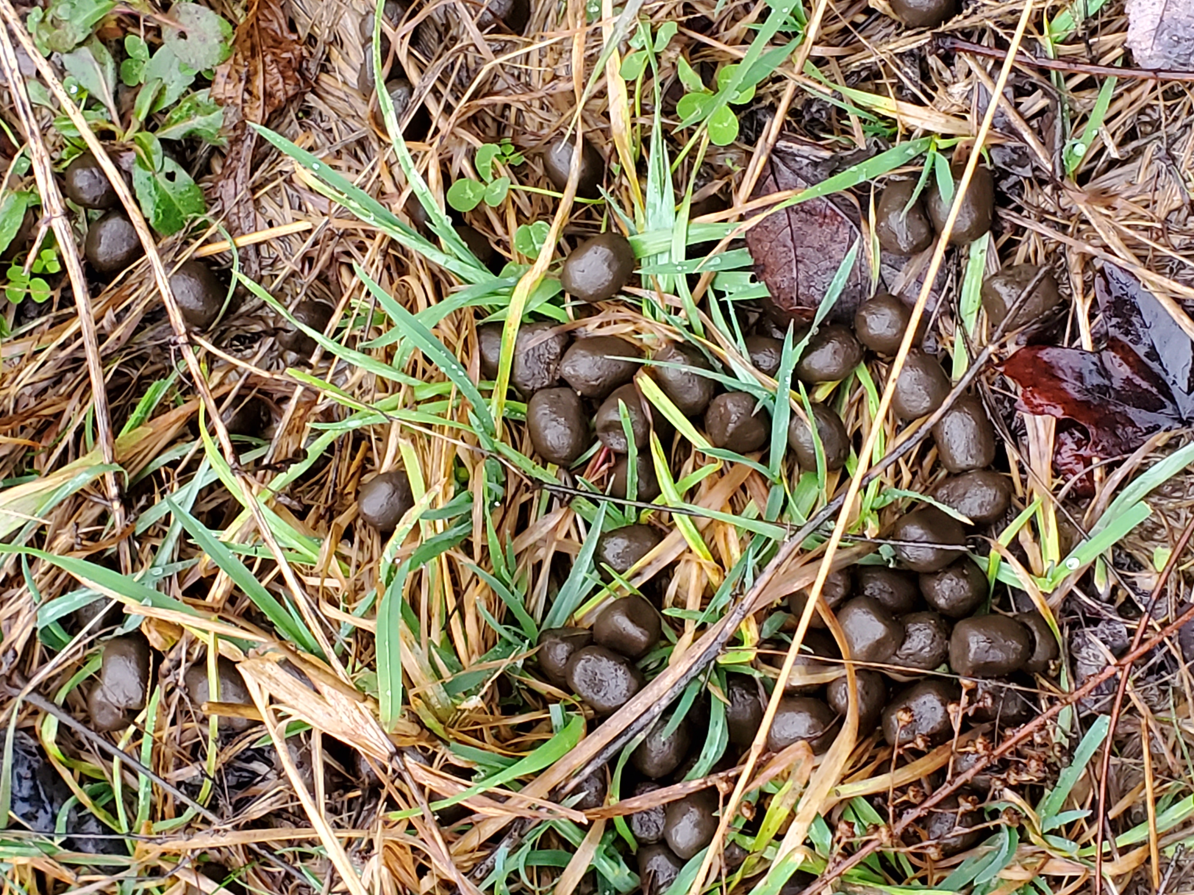  Kopperglo mine site scat observations 