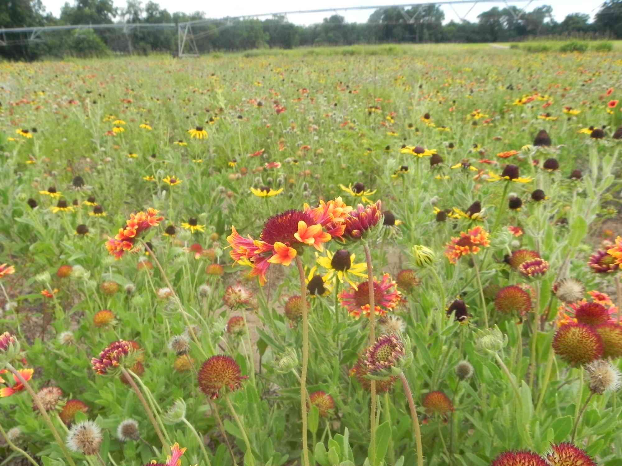 Blanketflower field