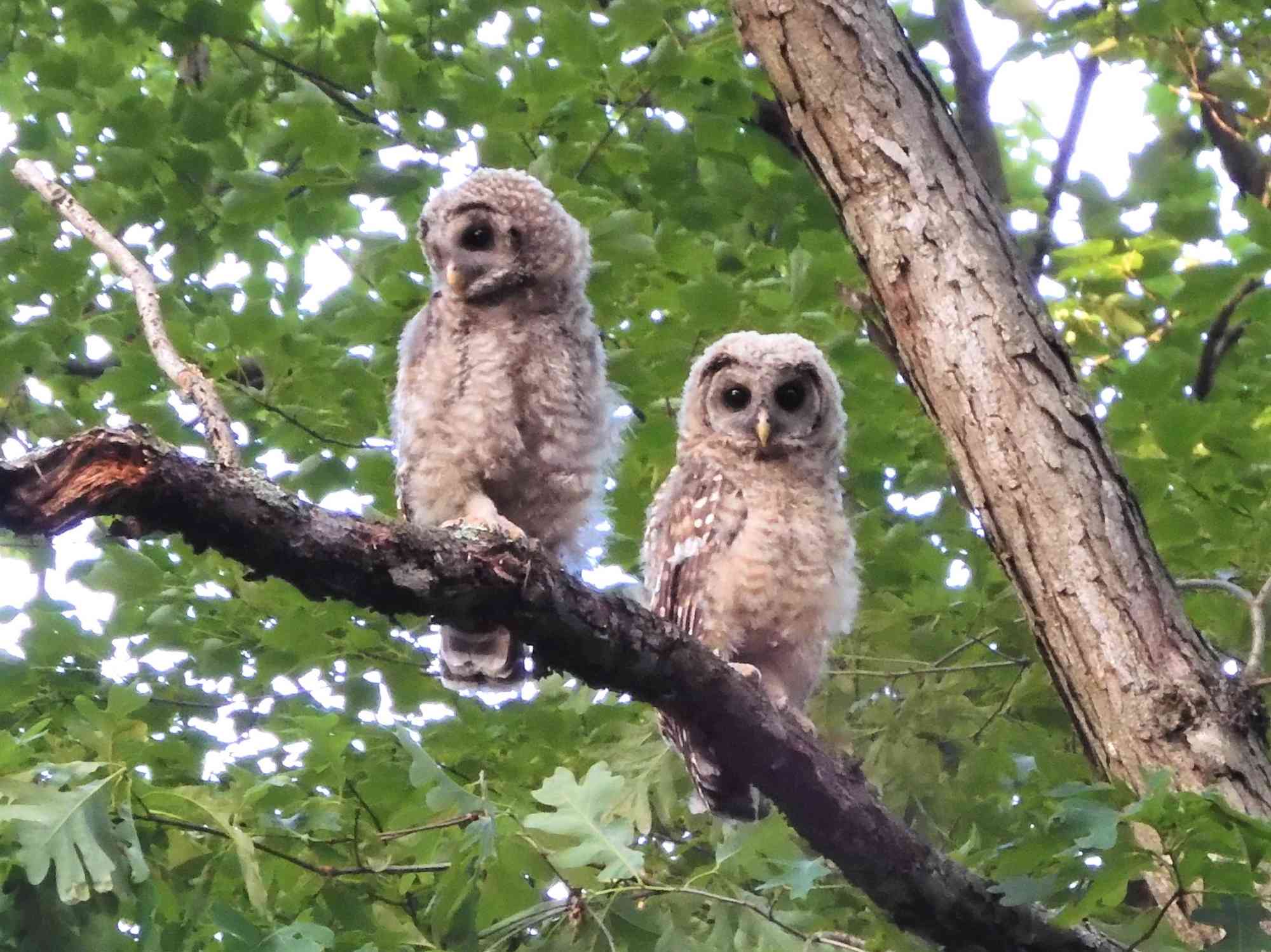 Barred Owl Owlets Great Falls, VA