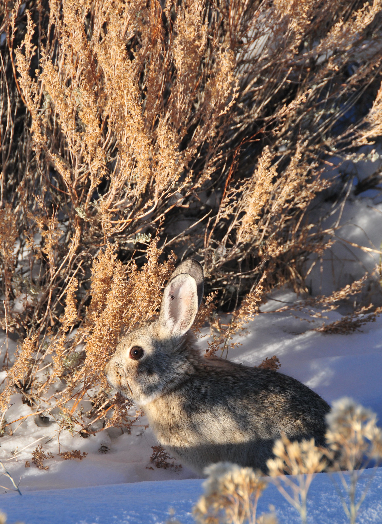 A pygmy rabbit (Sylvilagus idahoensis) feeds on sagebrush during the winter on Seedskadee NWR