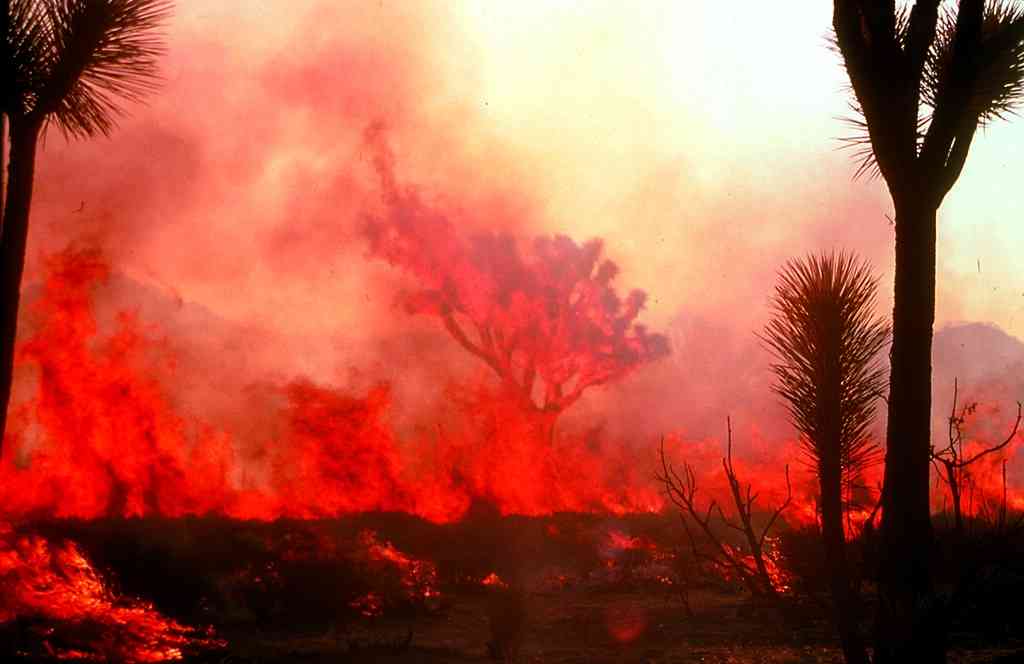 Wildfire at Joshua Tree National Park