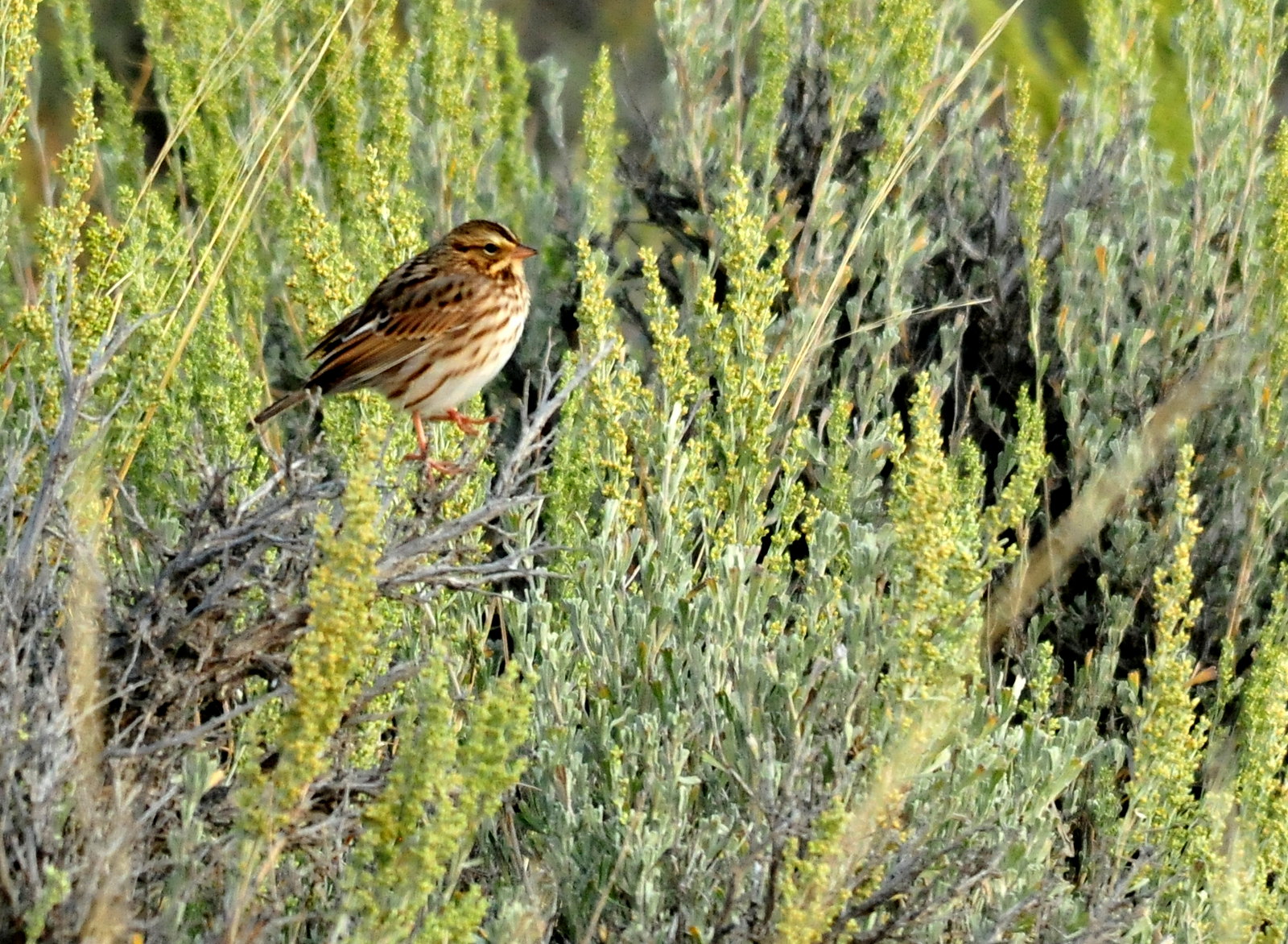 This savannah sparrow was sunning itself on sagebrush on Seedskadee NWR.