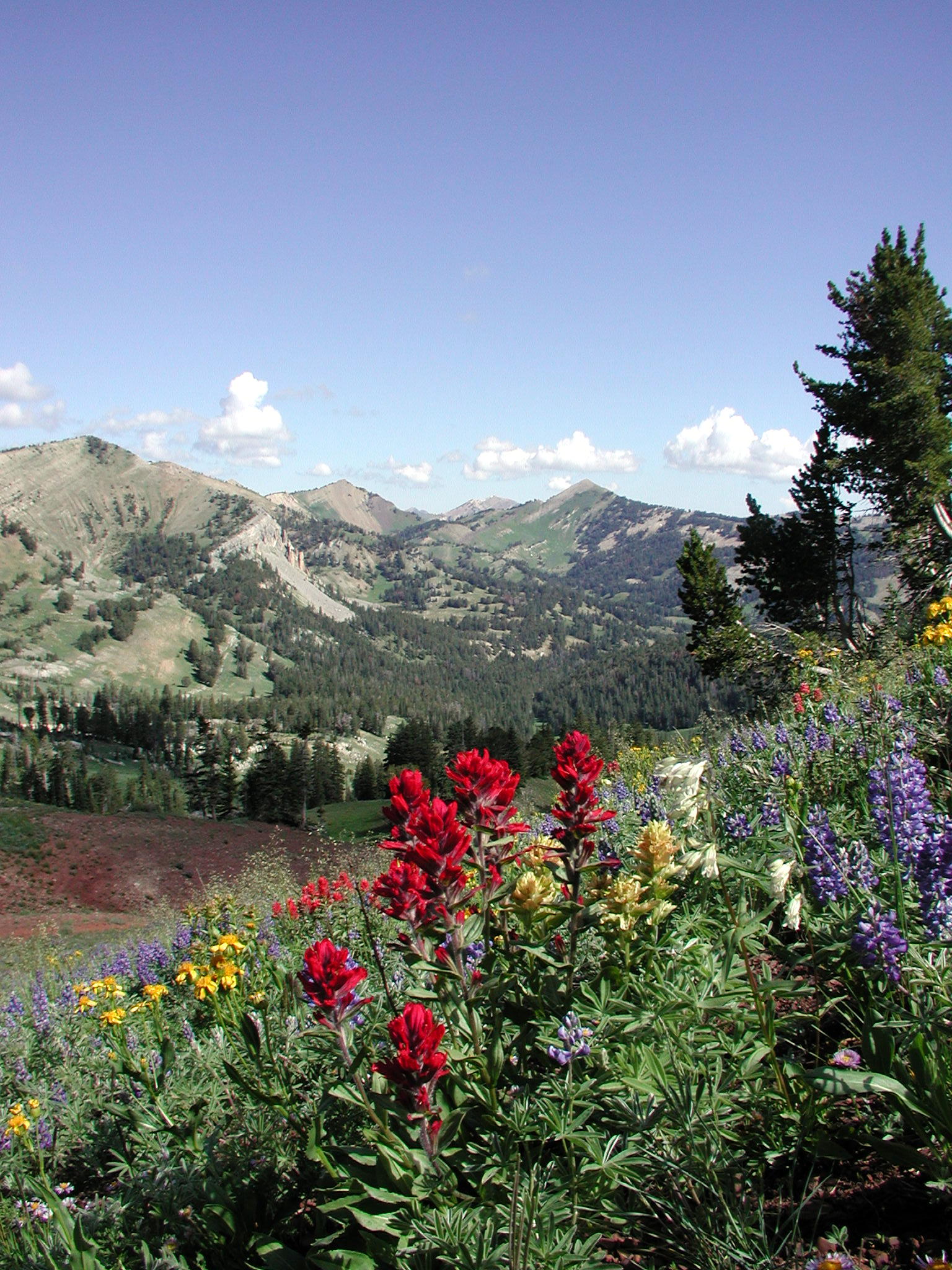 Sheep Pass paintbrush in Bridger-Teton NF