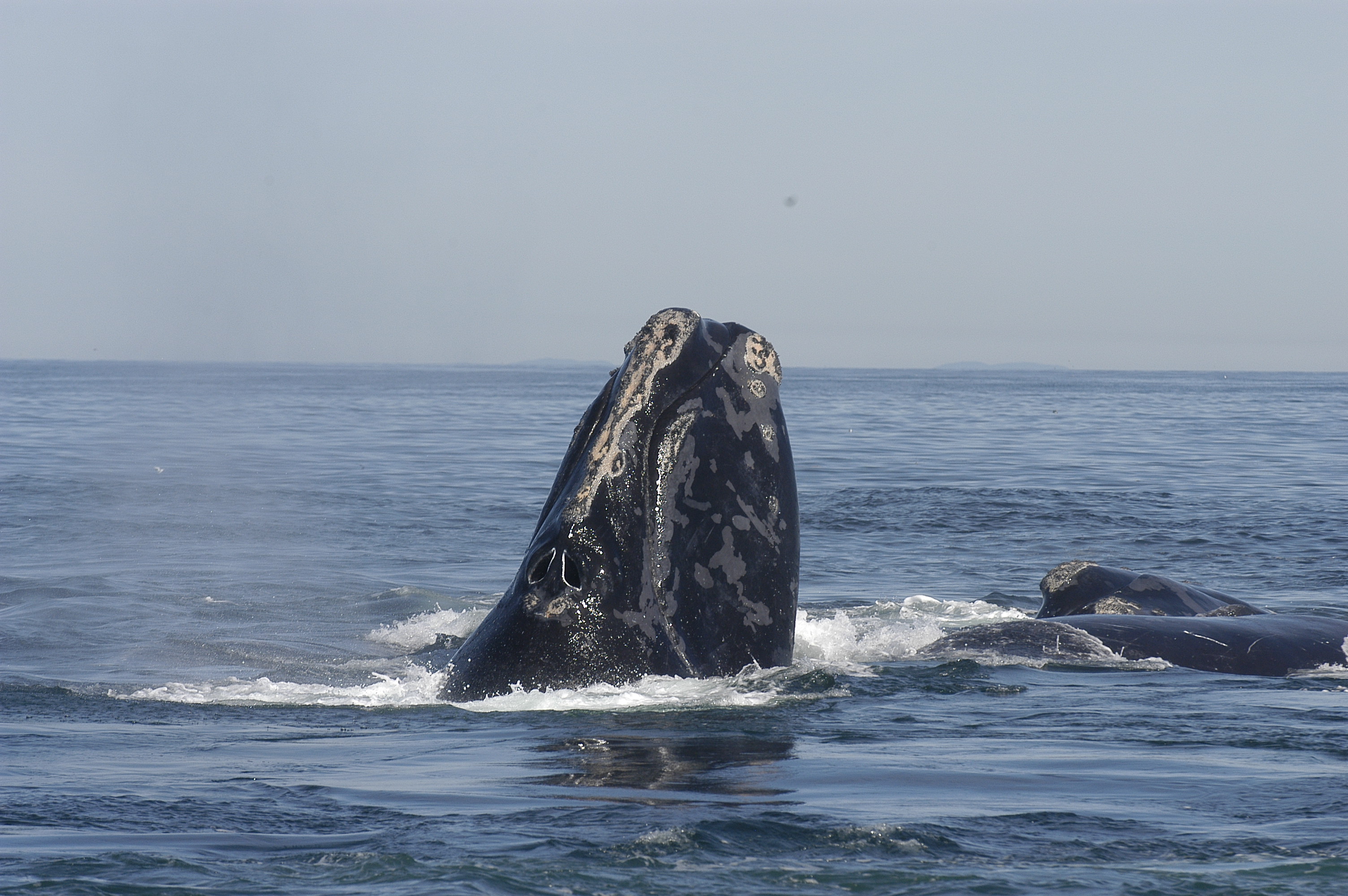 North atlantic right whale