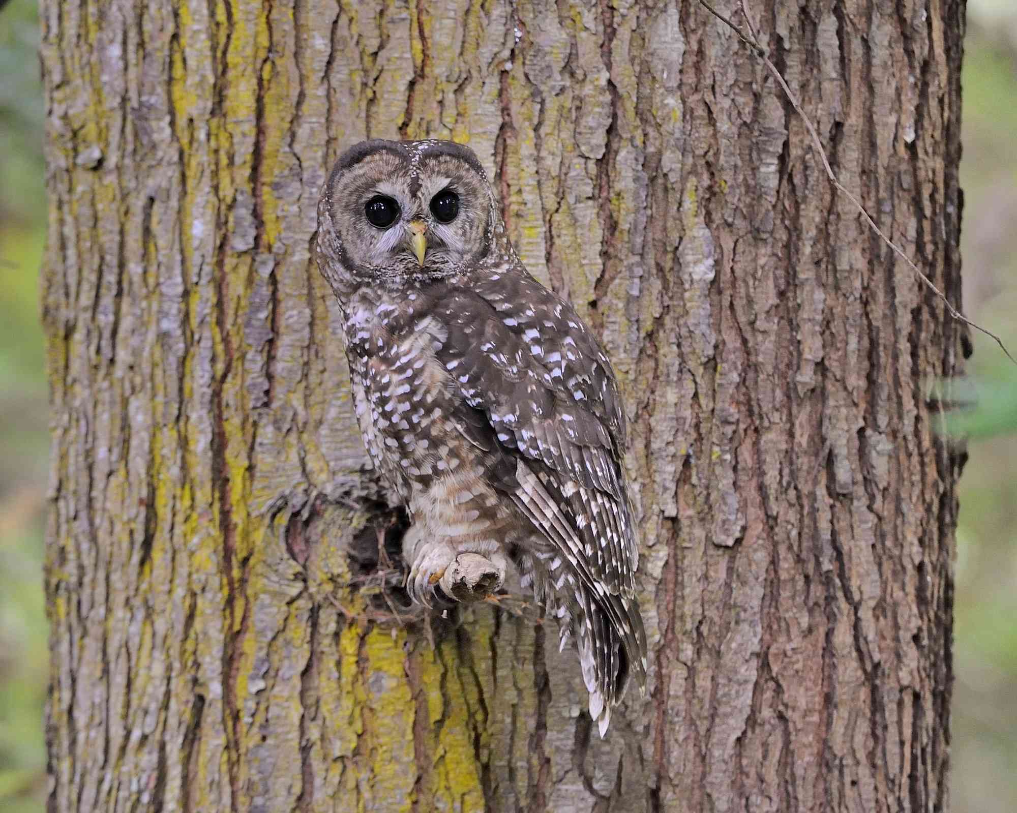Northern Spotted Owl Perched on a Tree - Green Diamond Forest - Korbel - California