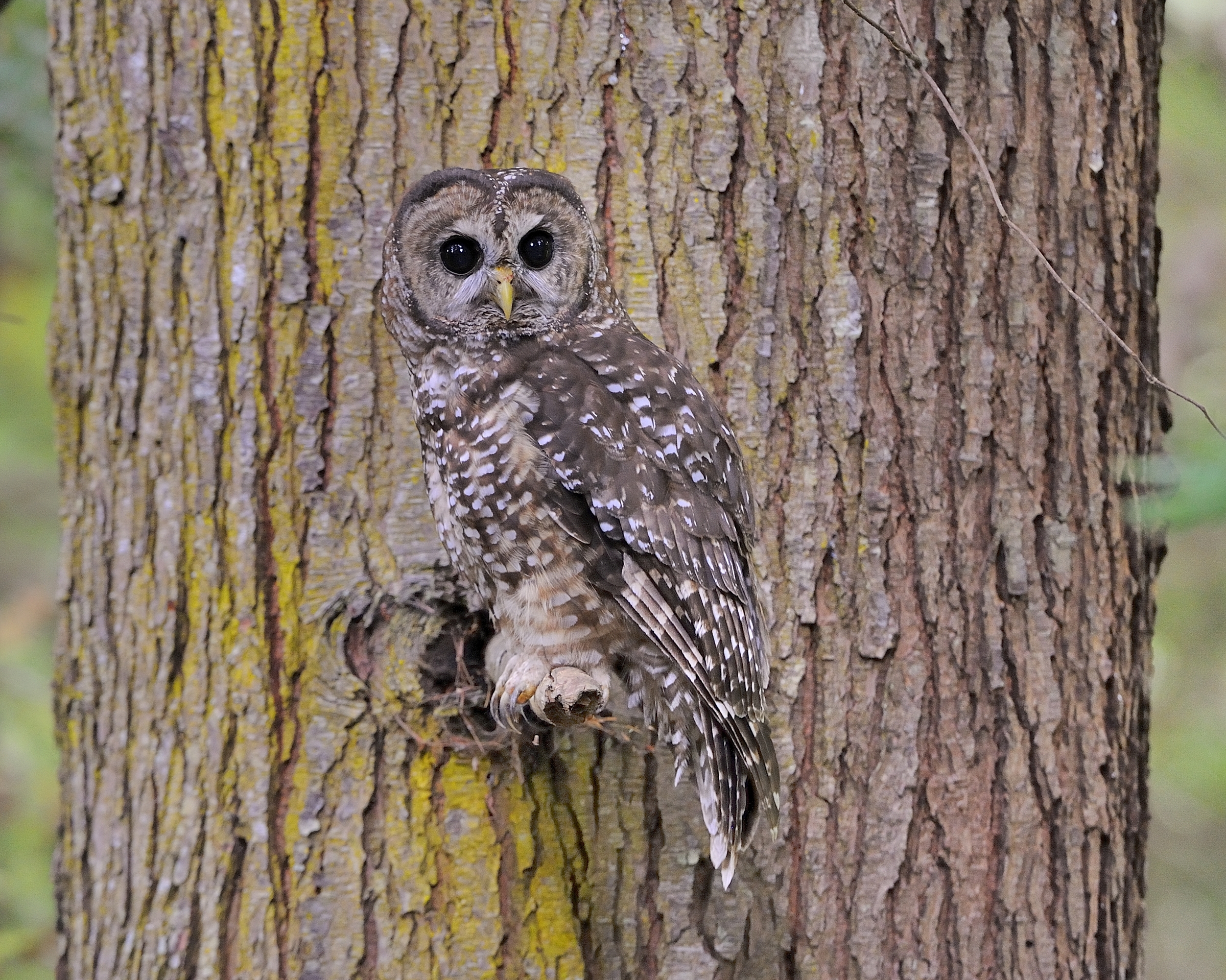 Fire-Adapted: Plants and Animals Rely on Wildfires for Resilient ...