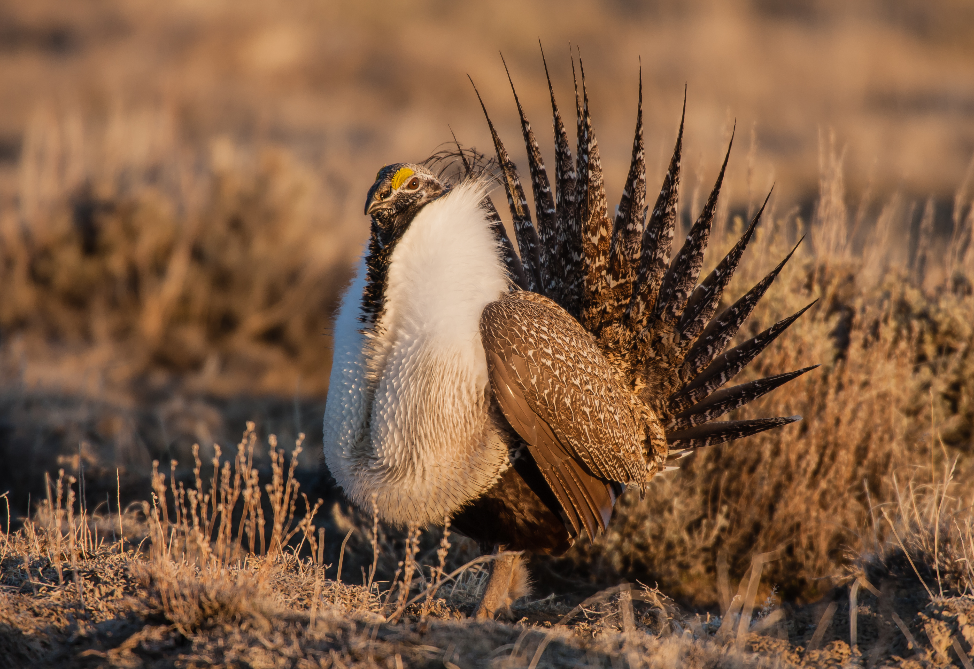 Greater Sage Grouse - Wyoming