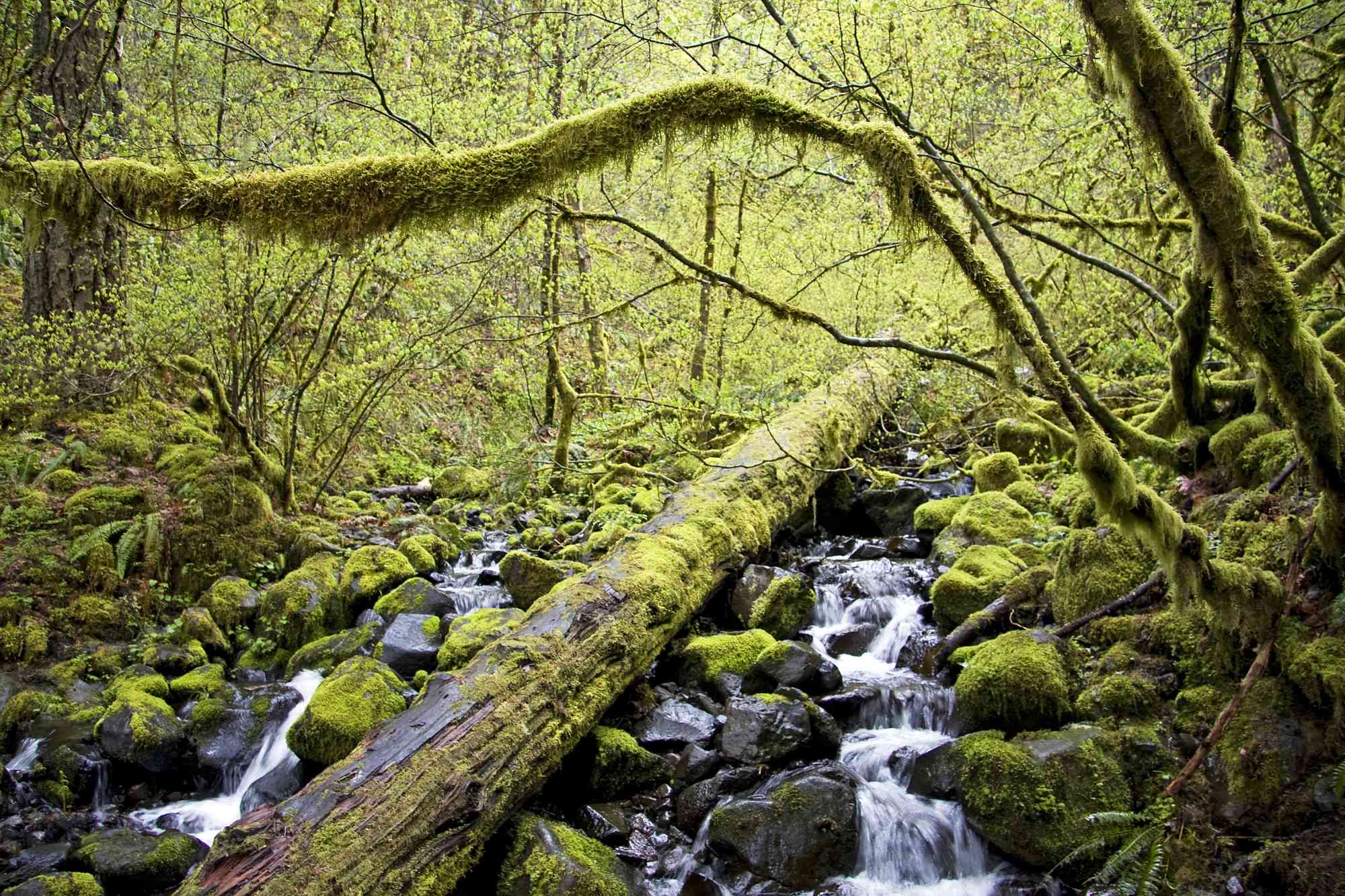 Herman Creek - Hatfield Wilderness - Mount Hood National Forest - Oregon