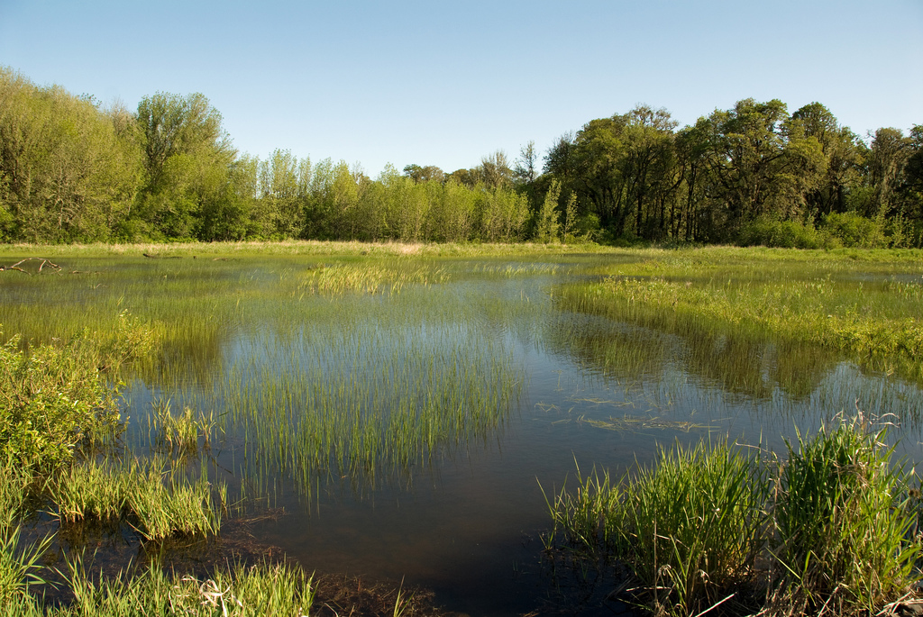 Wetland - William L. Finley National Wildlife Refuge - Oregon