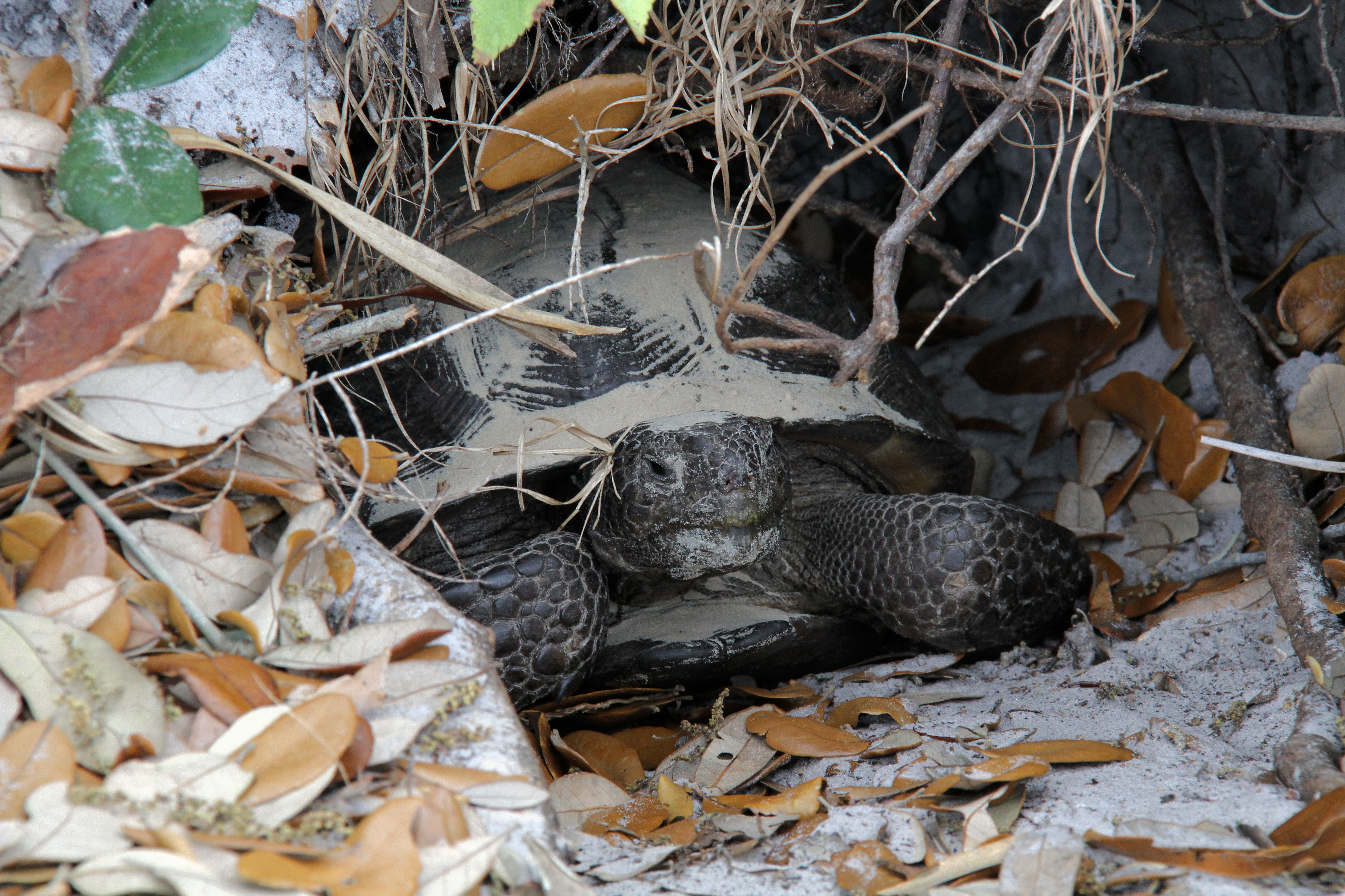 Gopher Tortoise in a Burrow - Cabbage Key - Florida