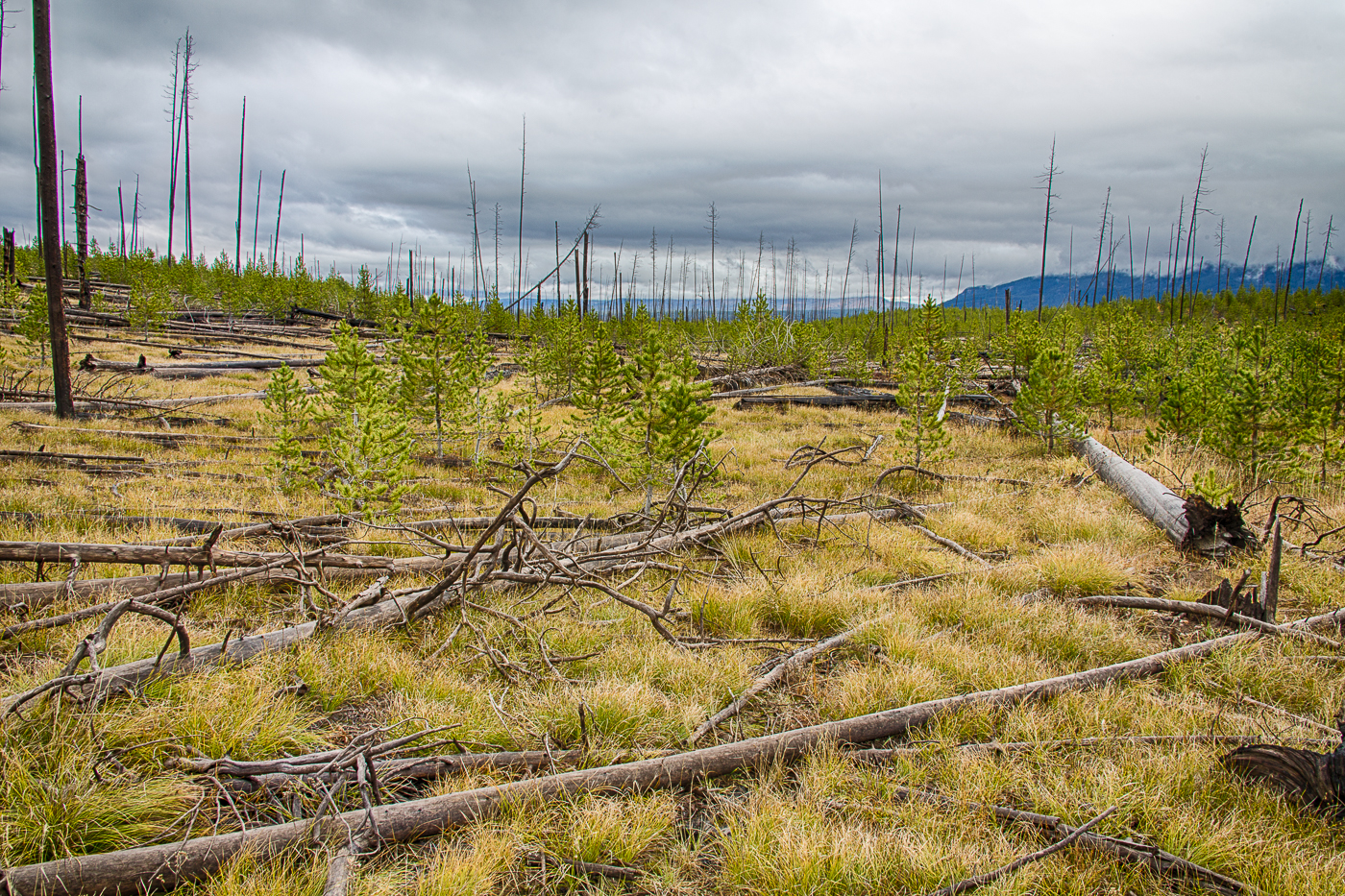 Forest Regeneration - Yellowstone National Park - Wyoming