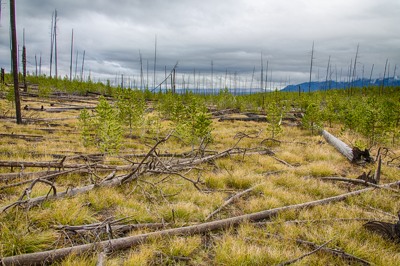 Forest Regeneration  - Yellowstone National Park - Wyoming