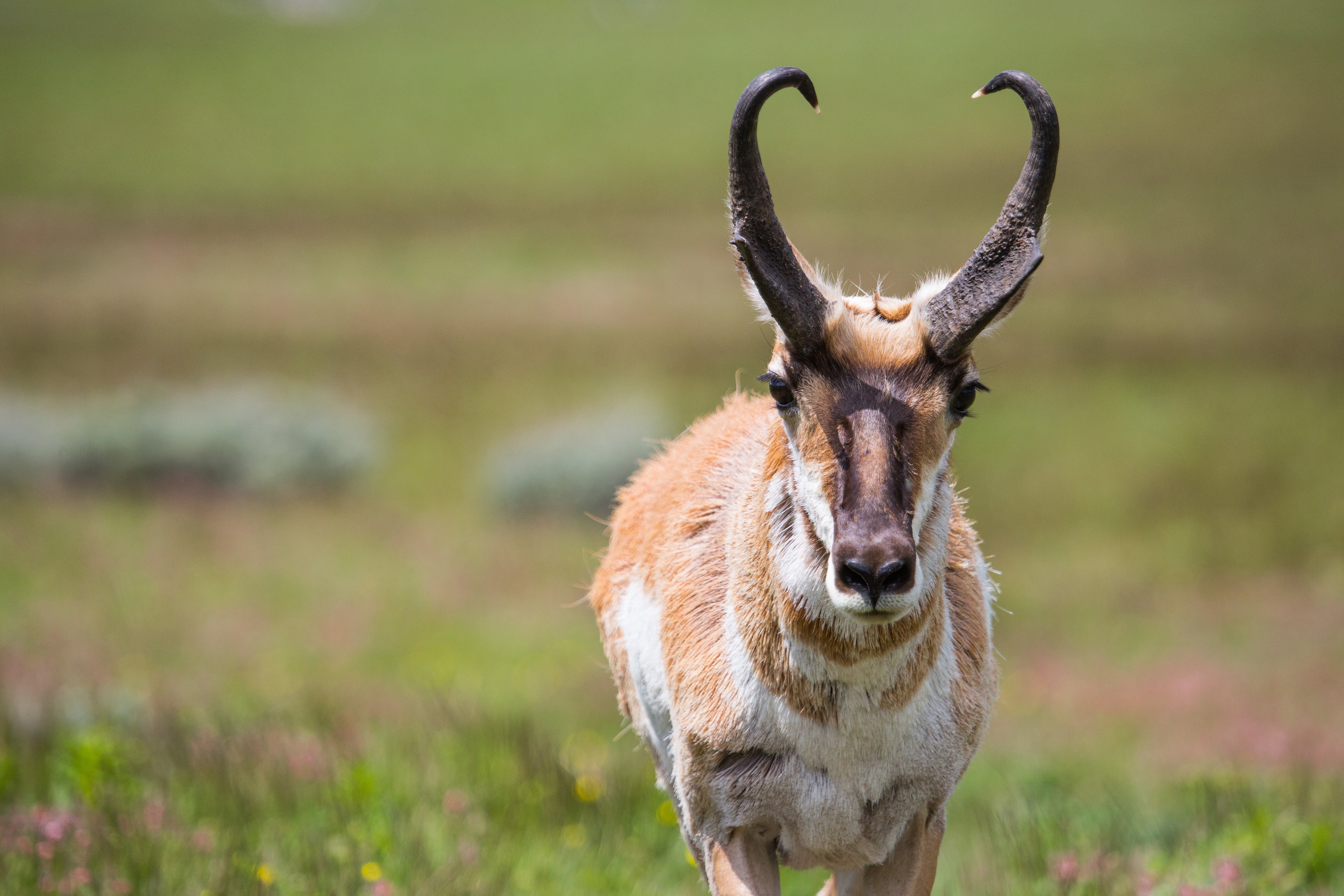 Pronghorn Stare - Yellowstone National Park - Blacktail Dear Plateau