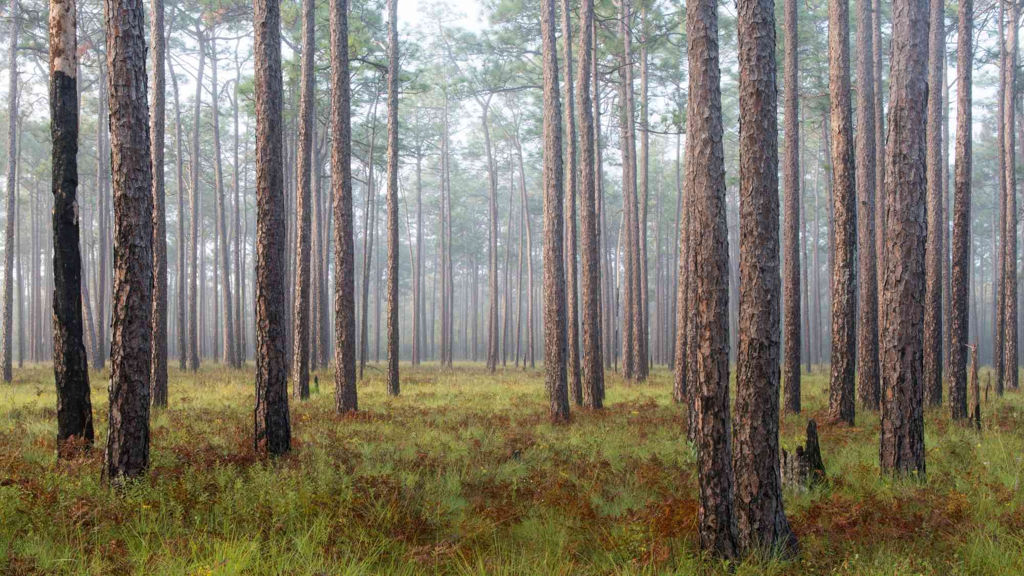 Misty Forest - Green Swamp Preserve - North Carolina