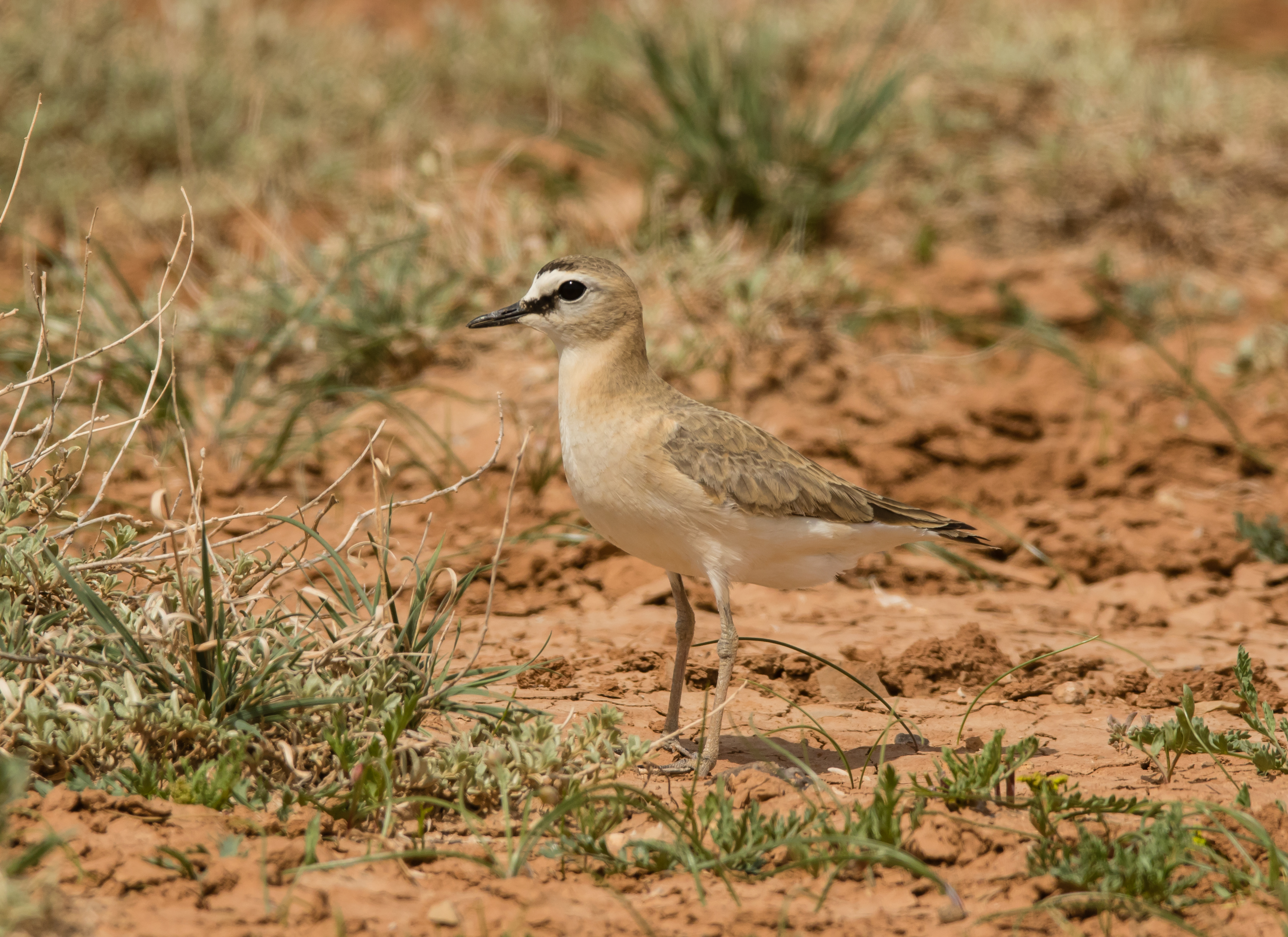 Mountain Plover