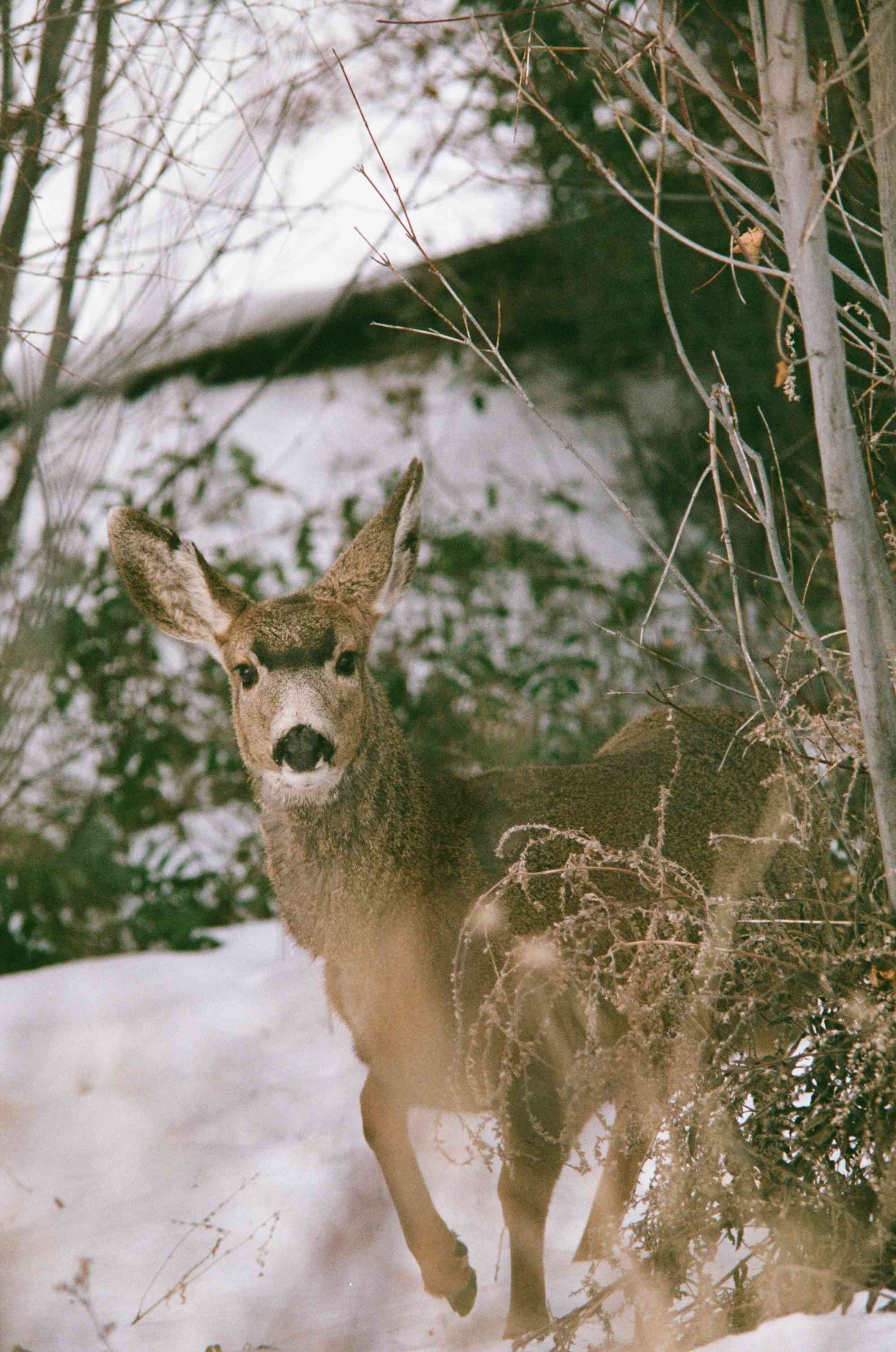 Black Tailed Deer in the Snow - British Colombia - Canada