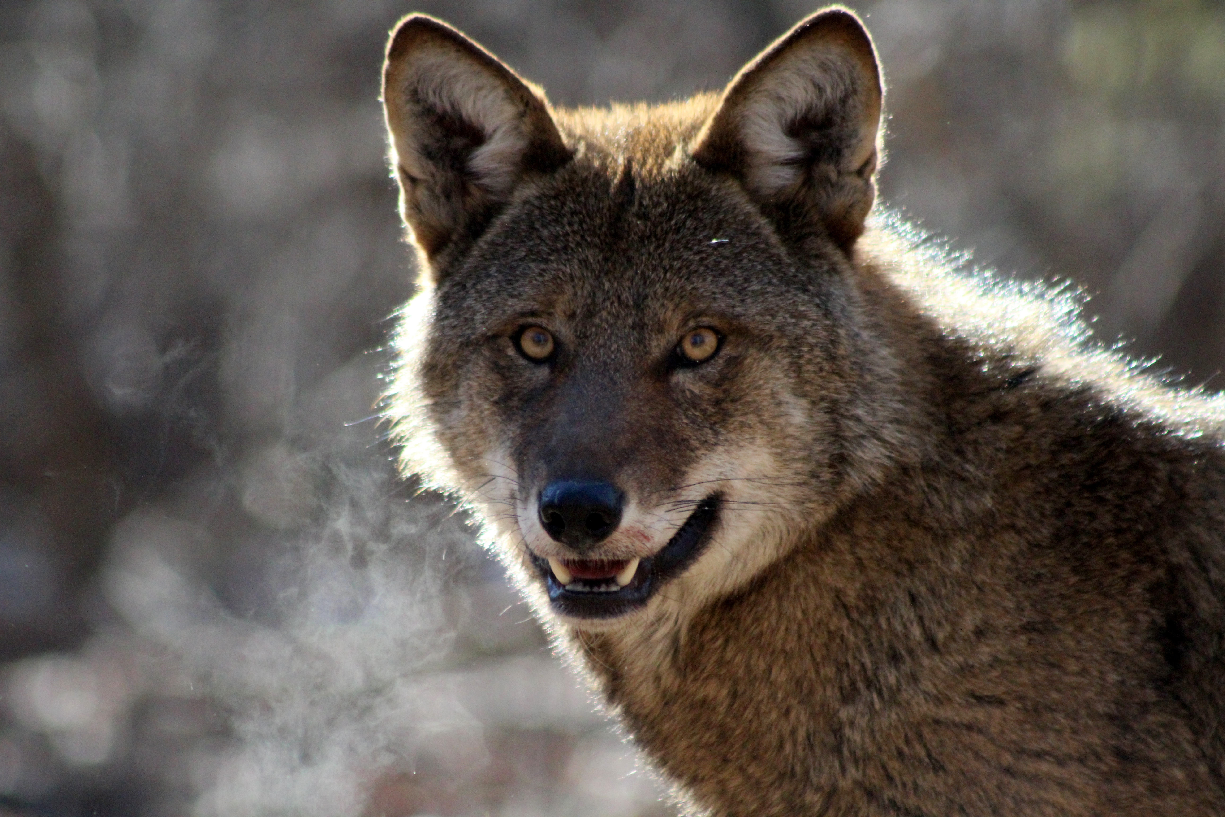 Red wolf staring directly into camera