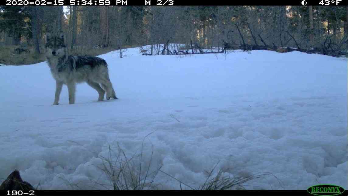 Mexican gray wolf caught on camera trap