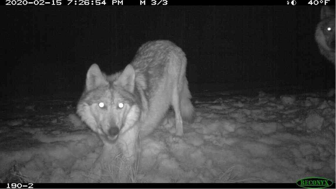 Mexican gray wolf caught on camera trap