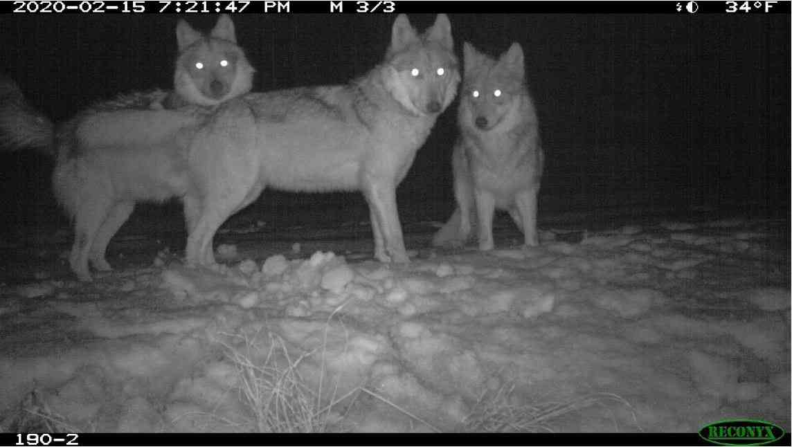 Mexican gray wolf pack caught on camera trap