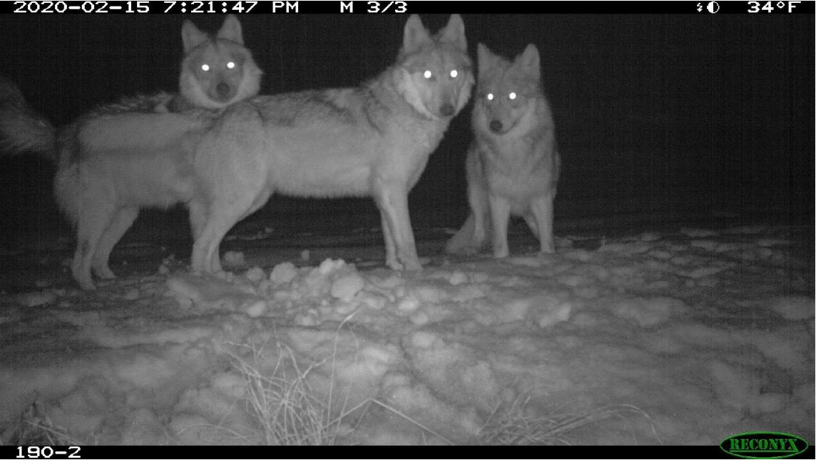 Mexican gray wolf pack caught on camera trap