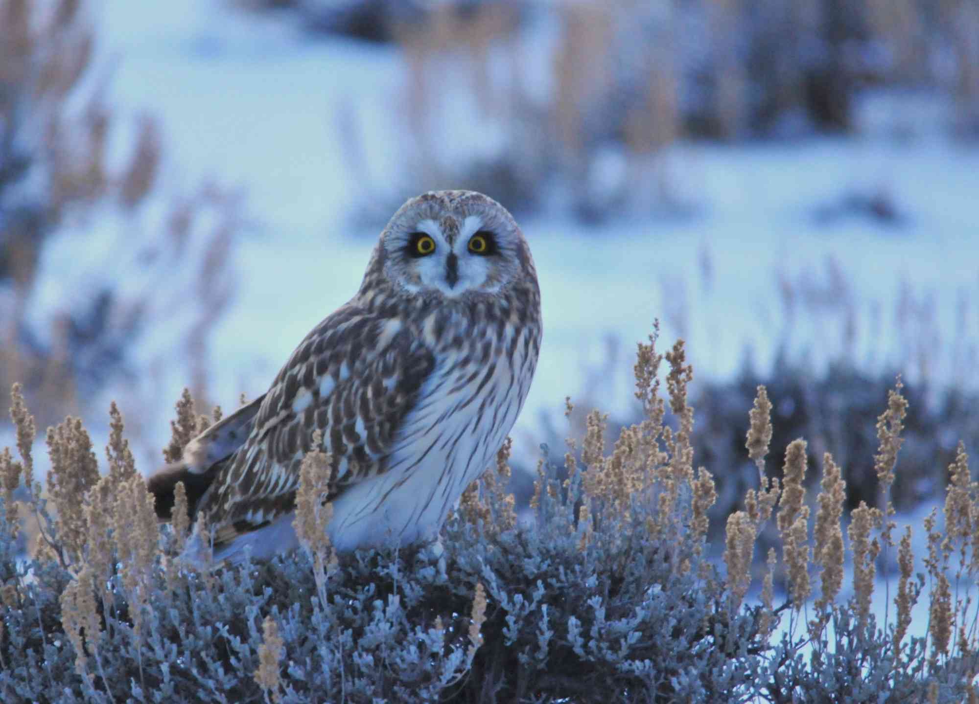 A short-eared owl perched on a Wyoming big sagebrush.